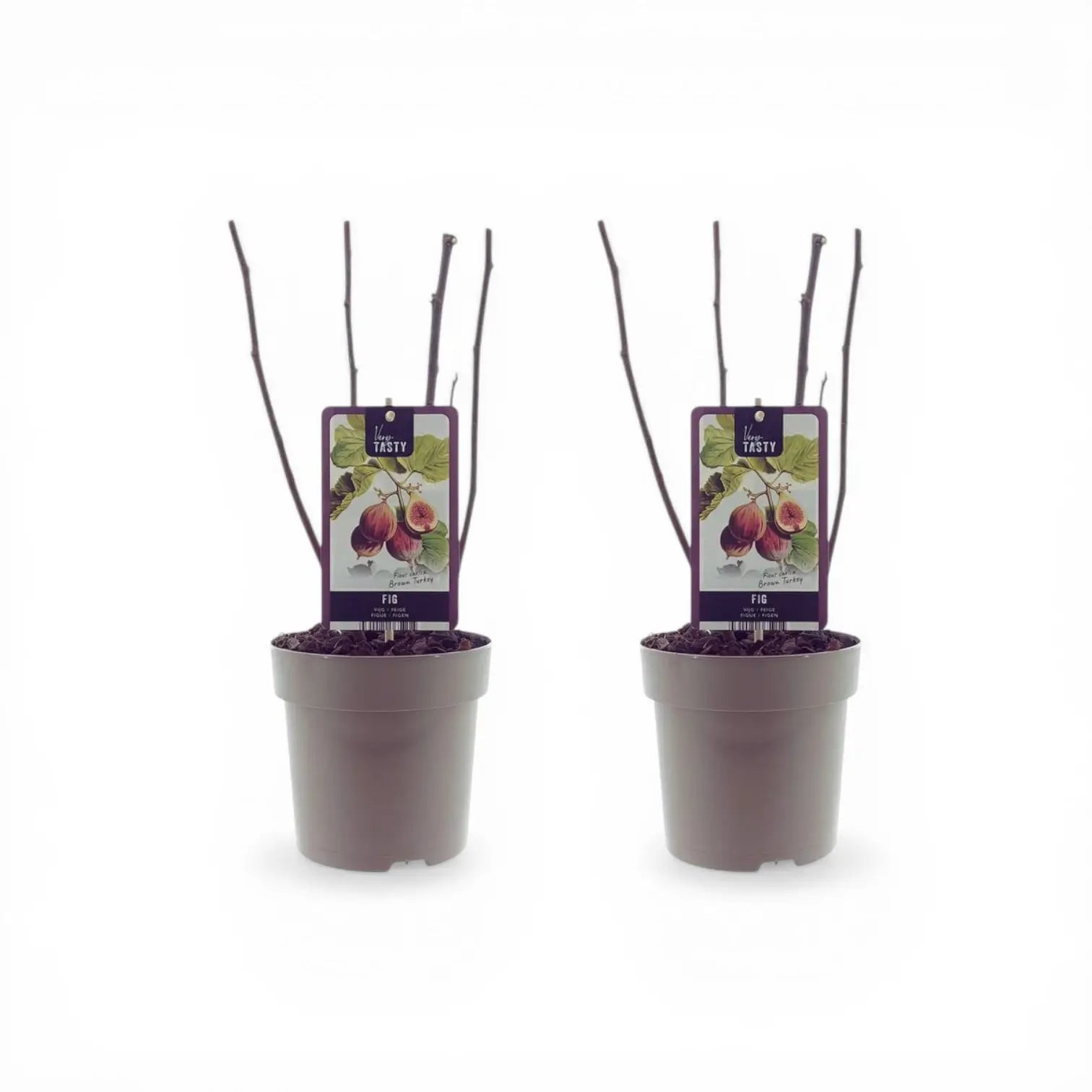Ficus carica 'Brown Turkey' – Nahaufnahme.