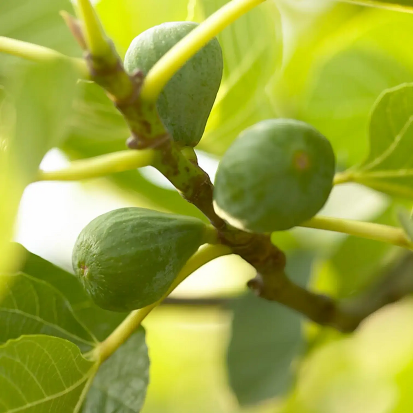 Ficus carica 'Brown Turkey' close-up detail.