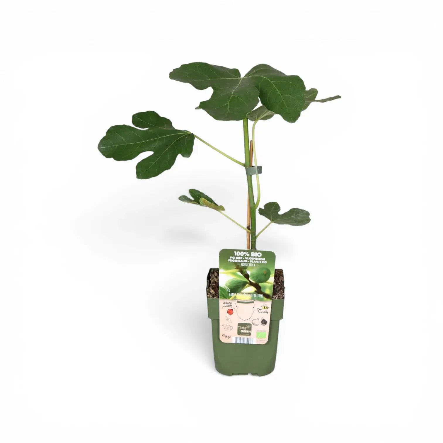 Ficus carica 'Brown Turkey' – Detailaufnahme der Pflanze.