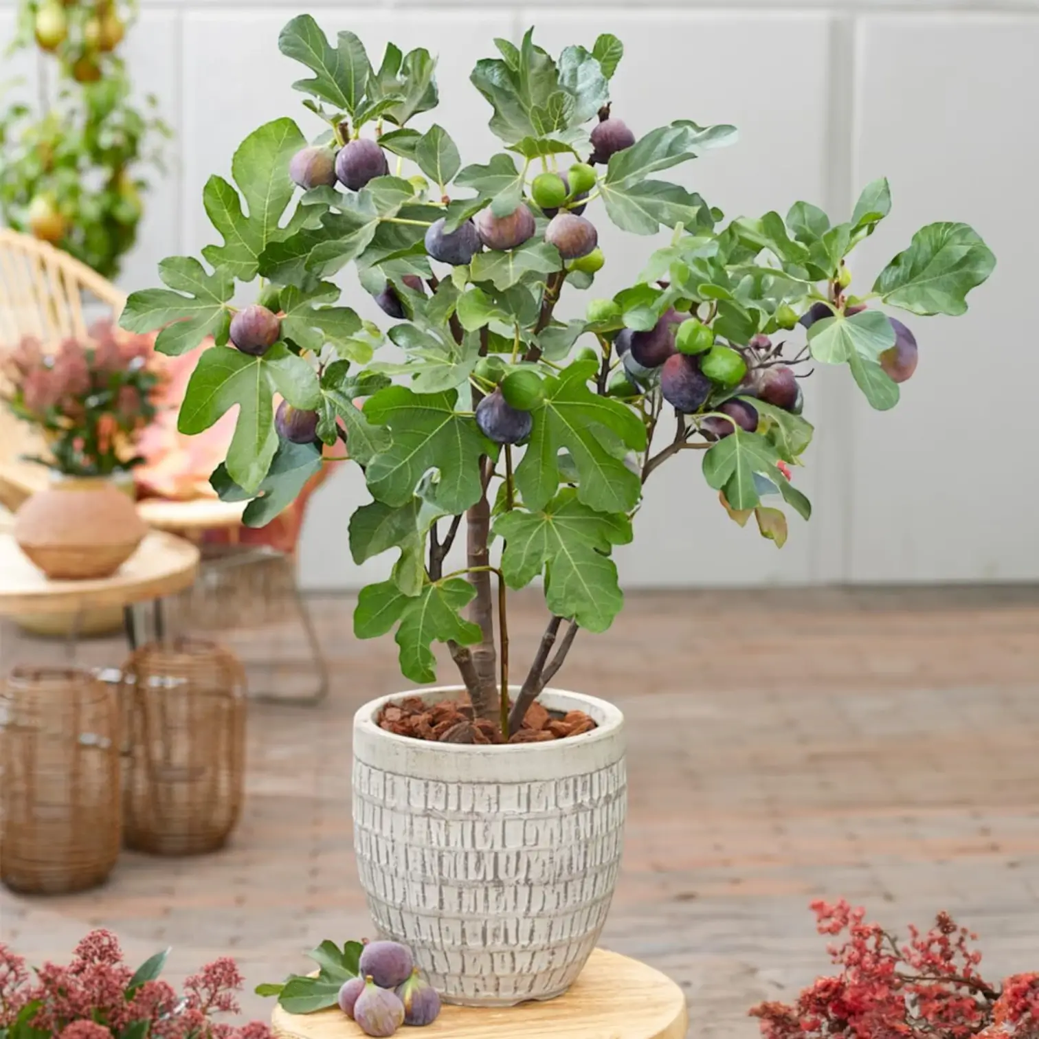 Ficus carica 'Brown Turkey' – Detailaufnahme der Pflanze.