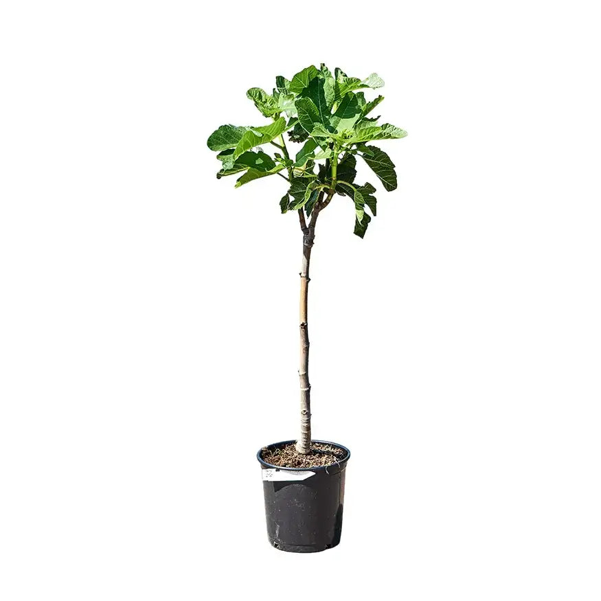Ficus carica variegata potted plant in nursery pot on white background.