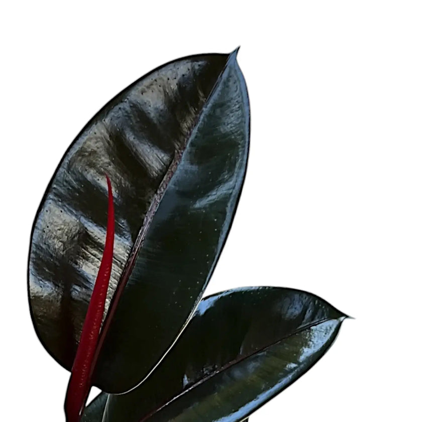 Ficus elastica 'Abidjan' – Blattdetail vor weißem Hintergrund..