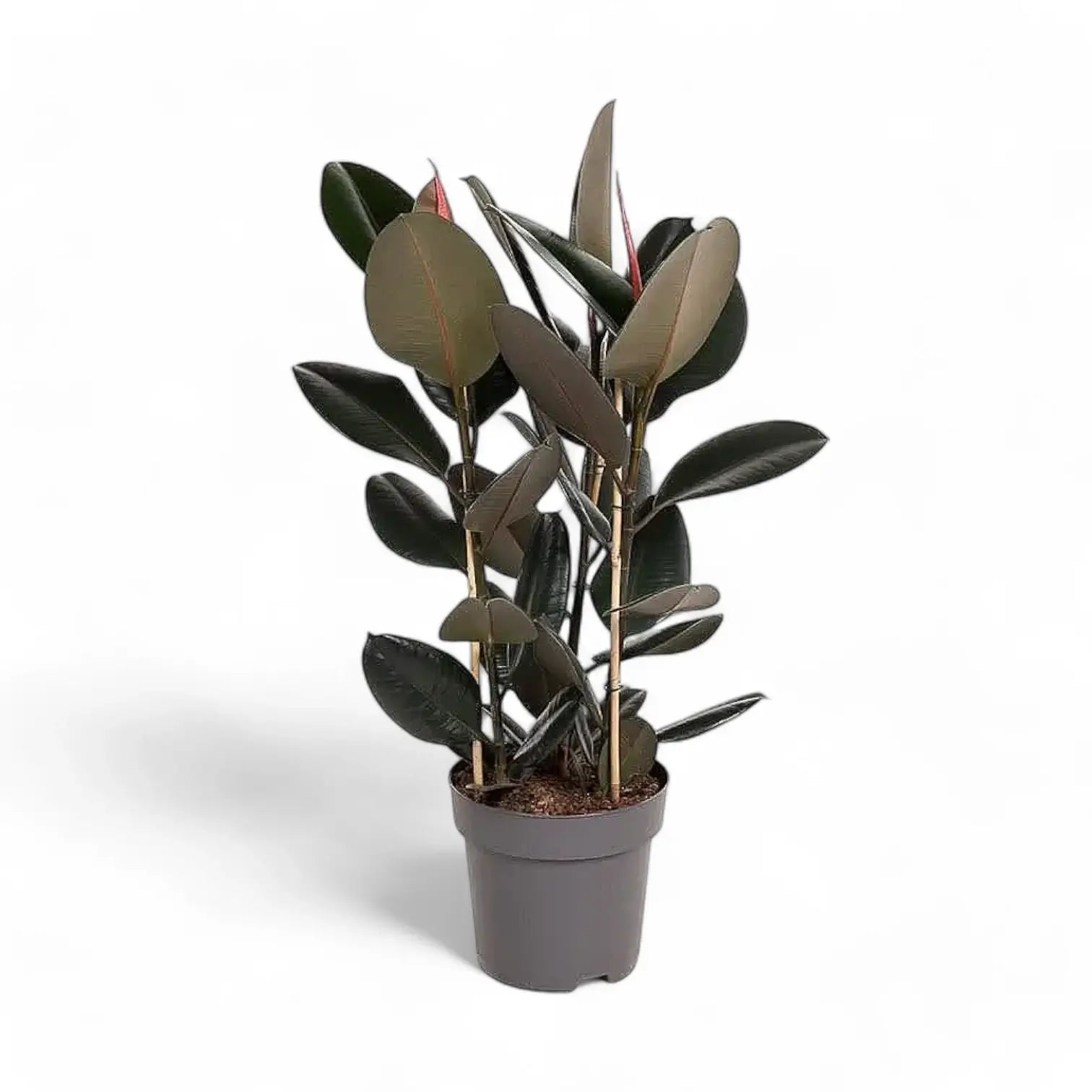 Ficus elastica 'Abidjan' – Topfpflanze im Kulturtopf vor weißem Hintergrund, Produktfoto 10.