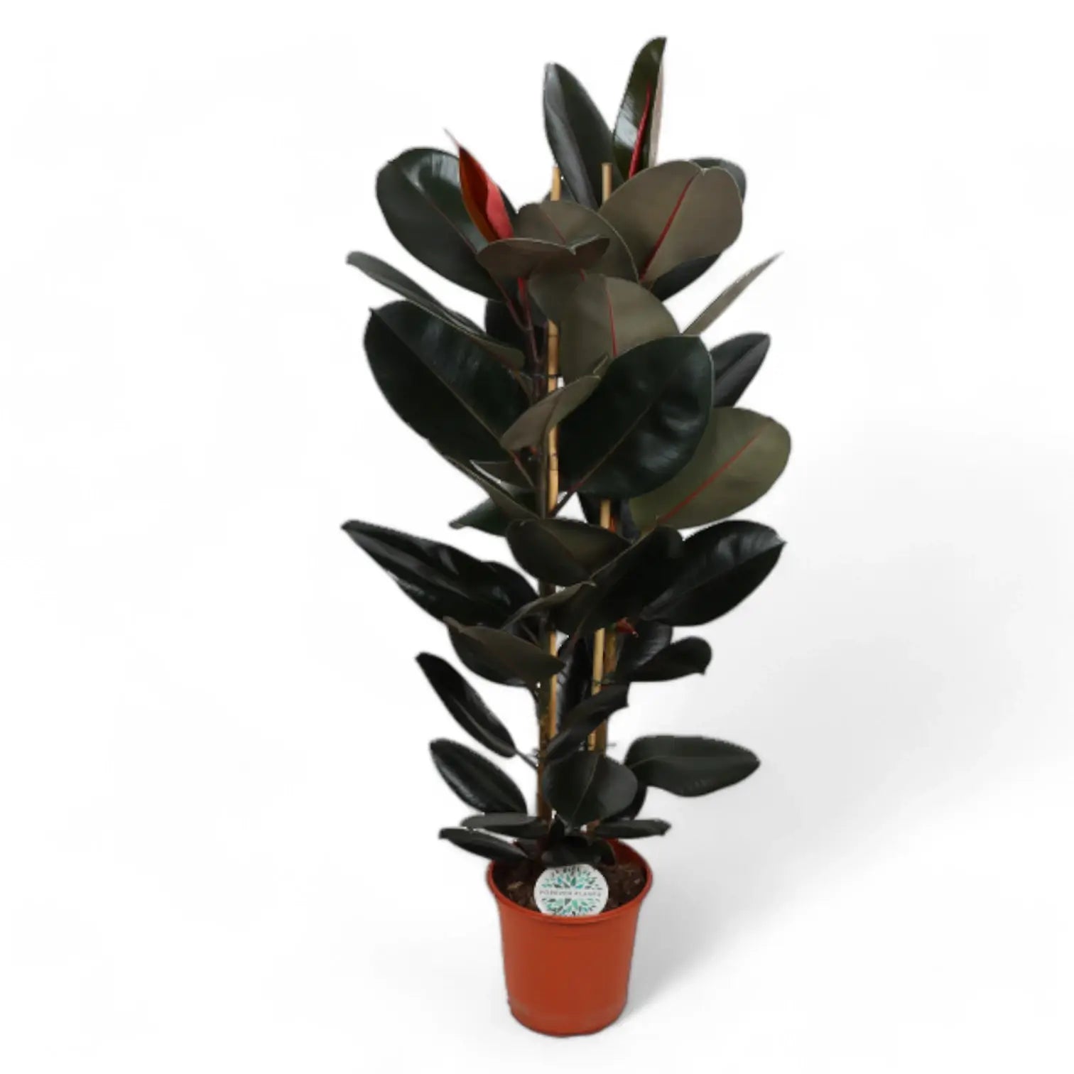 Ficus elastica 'Abidjan' – Topfpflanze im Kulturtopf vor weißem Hintergrund, Produktfoto 11.