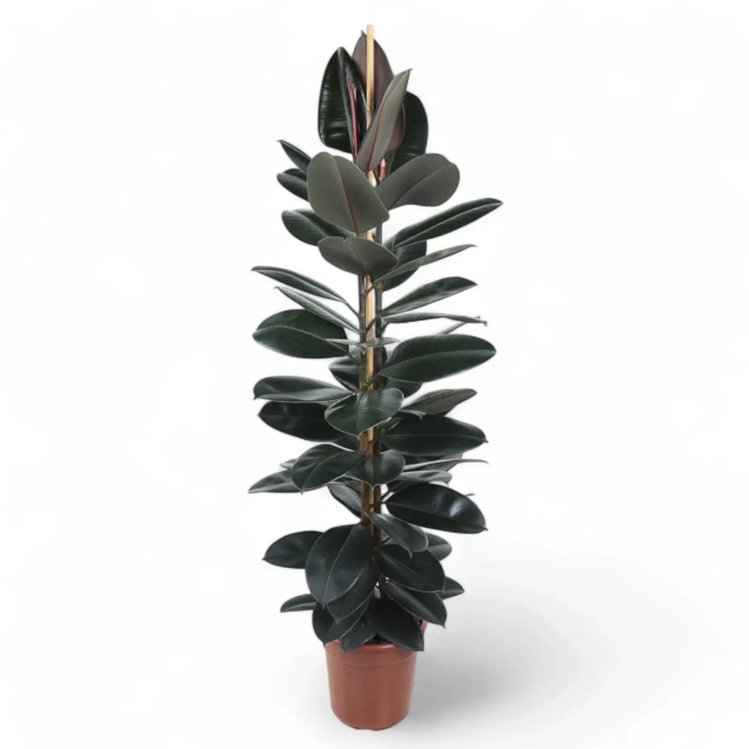 Ficus elastica 'Abidjan' – Topfpflanze im Kulturtopf vor weißem Hintergrund, Produktfoto 14.