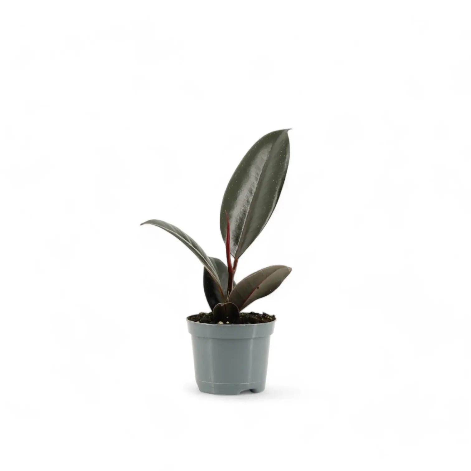 Ficus elastica 'Abidjan' – Topfpflanze im Kulturtopf vor weißem Hintergrund, Produktfoto 3.