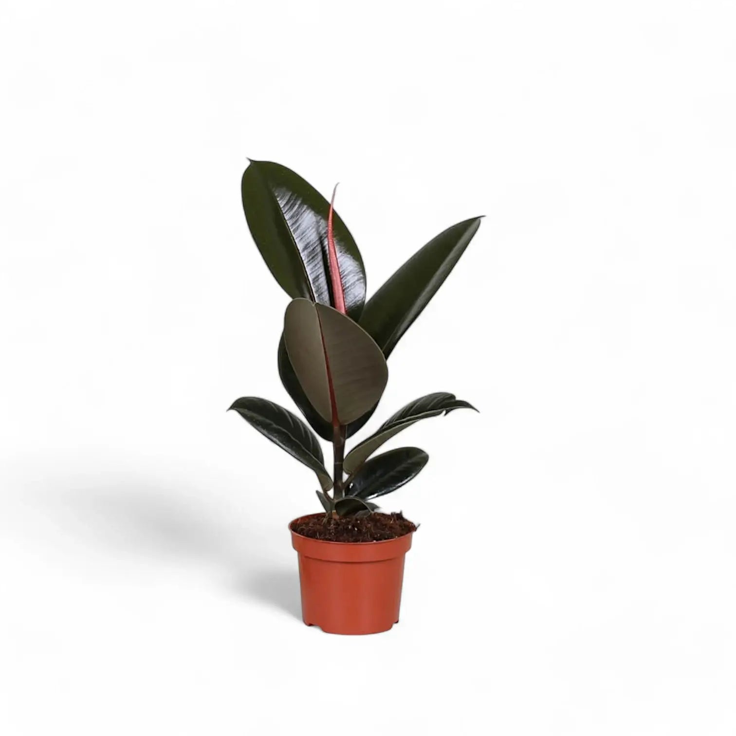 Ficus elastica 'Abidjan' – Topfpflanze im Kulturtopf vor weißem Hintergrund, Produktfoto 5.