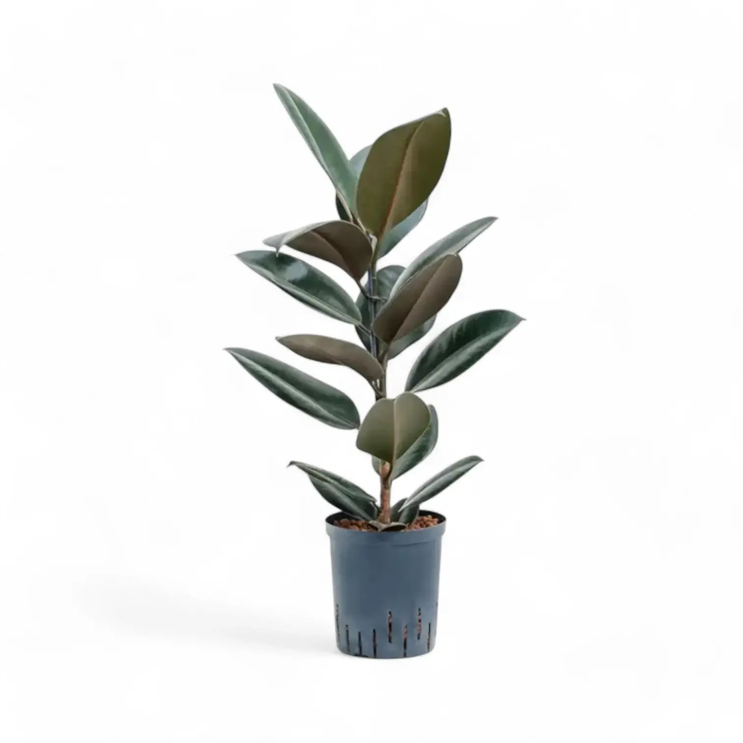 Ficus elastica 'Abidjan' – Topfpflanze im Kulturtopf vor weißem Hintergrund, Produktfoto 8.