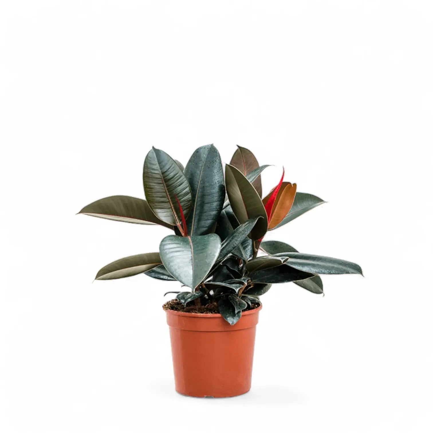 Ficus elastica 'Abidjan' – Topfpflanze im Kulturtopf vor weißem Hintergrund, Produktfoto 9.
