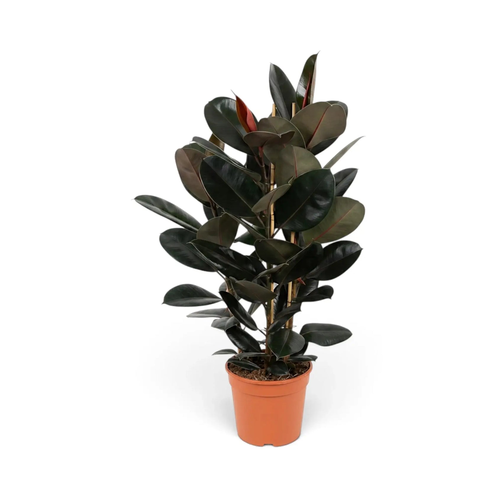 Großer Ficus elastica ‘Abidjan’ mit dichten dunklen Blättern in einem orangefarbenen Kulturtopf