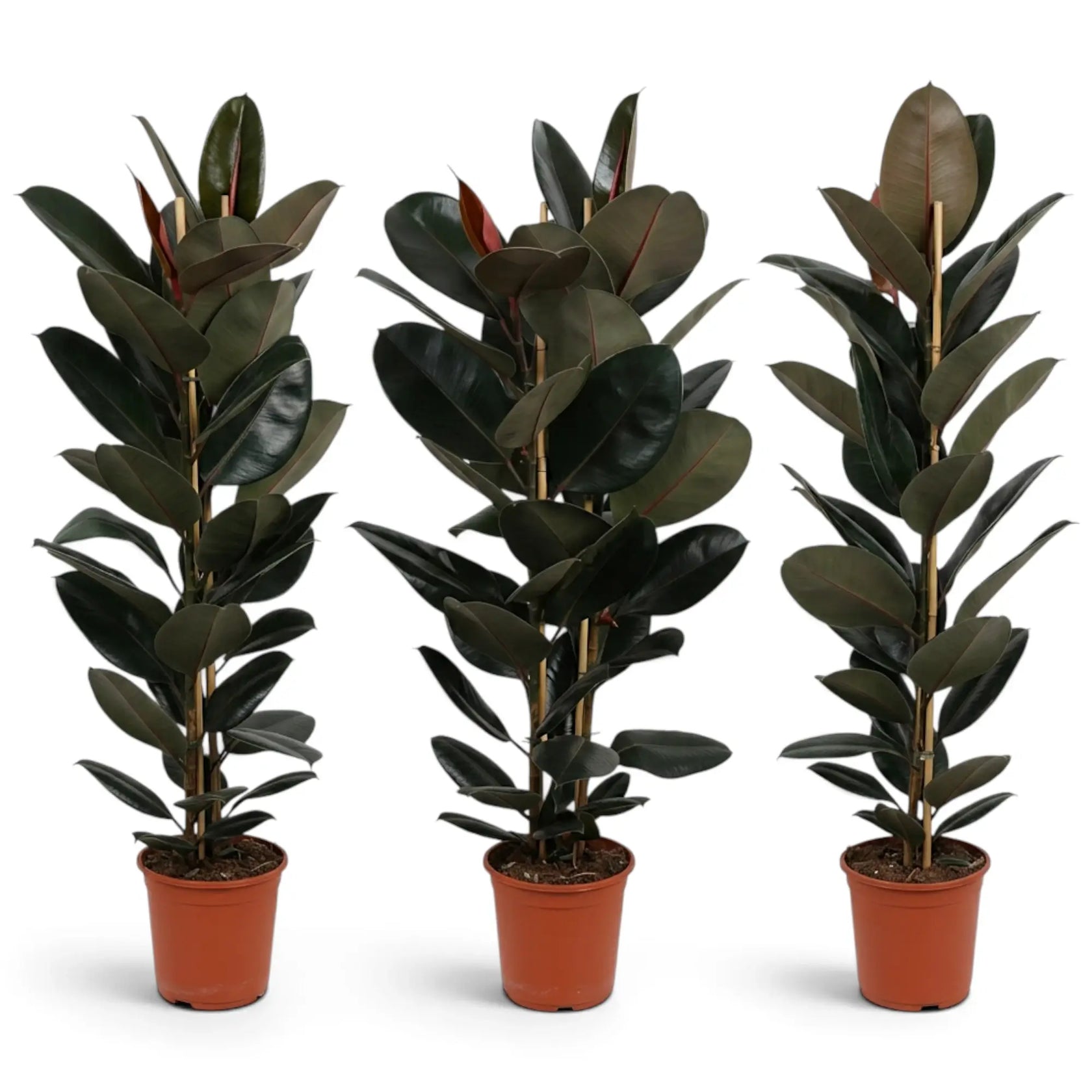 Drei große Ficus elastica ‘Abidjan’ mit natürlichen Unterschieden in Höhe und Form