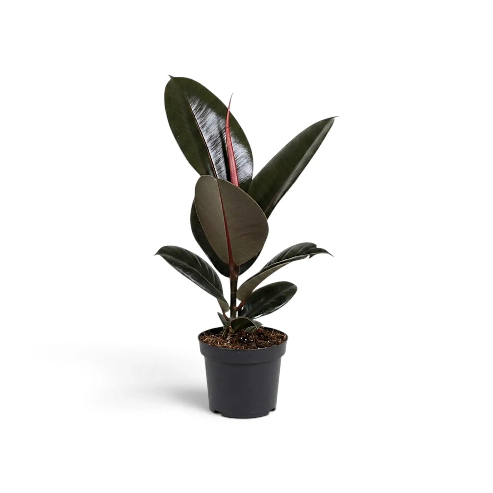 Mittelgroßer Ficus elastica ‘Abidjan’ mit locker angeordneten dunklen Blättern und roten Mittelrippen