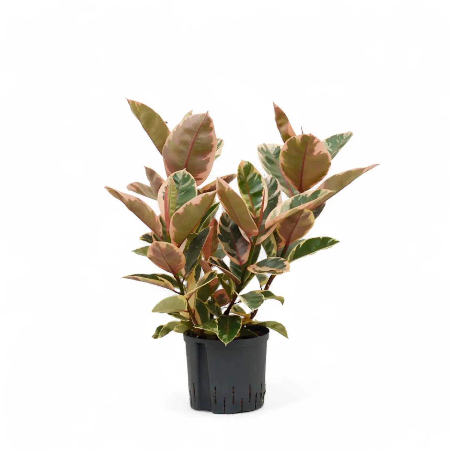 Ficus elastica ‘Belize’ (auch bekannt als ‘Red Ruby’) – Topfpflanze im Kulturtopf vor weißem Hintergrund, Produktfoto 4.