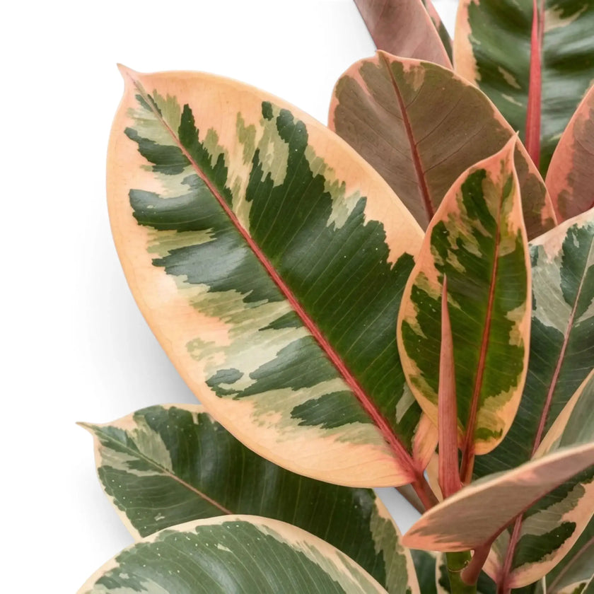 Cremefarben, grün und rotviolett gezeichnetes Blatt von Ficus elastica ‘Belize’