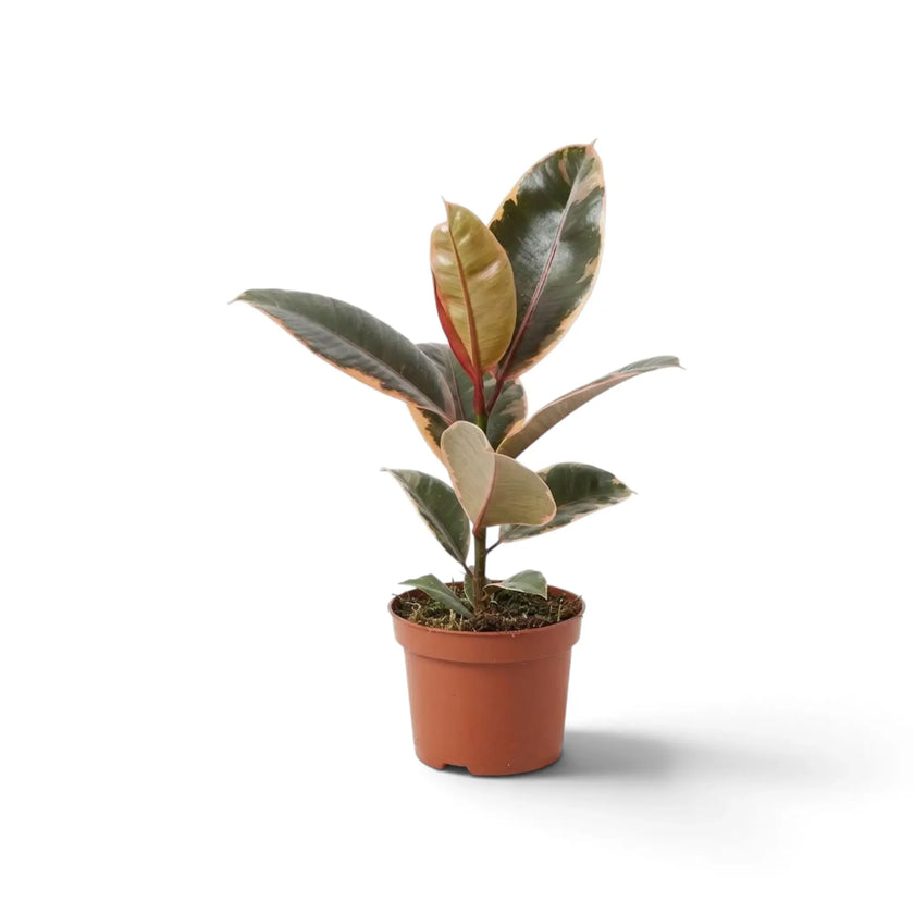 Ficus elastica ‘Belize’ im Kulturtopf mit cremefarben, grün und rotviolett gezeichneten Blättern