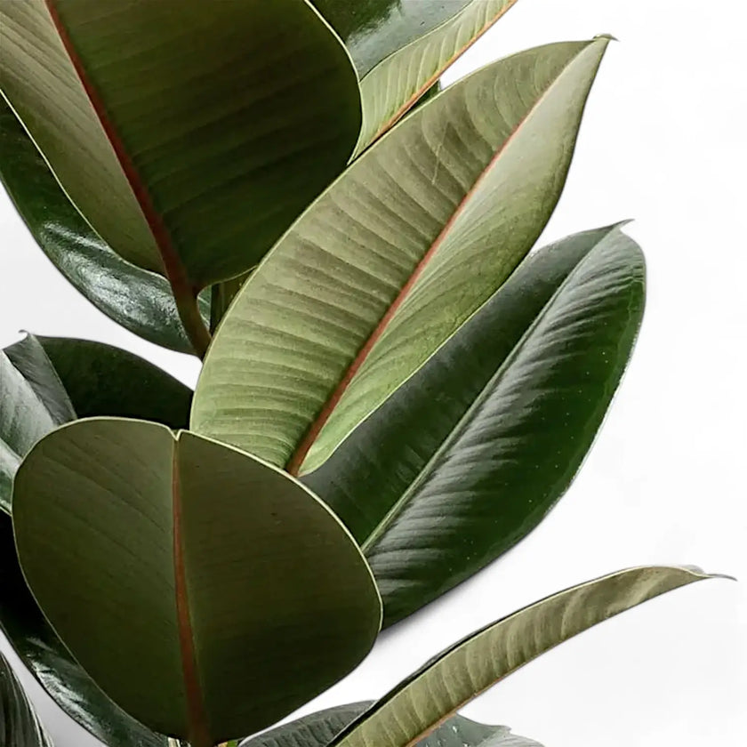 Ficus elastica 'Robusta' – Blattdetail vor weißem Hintergrund..