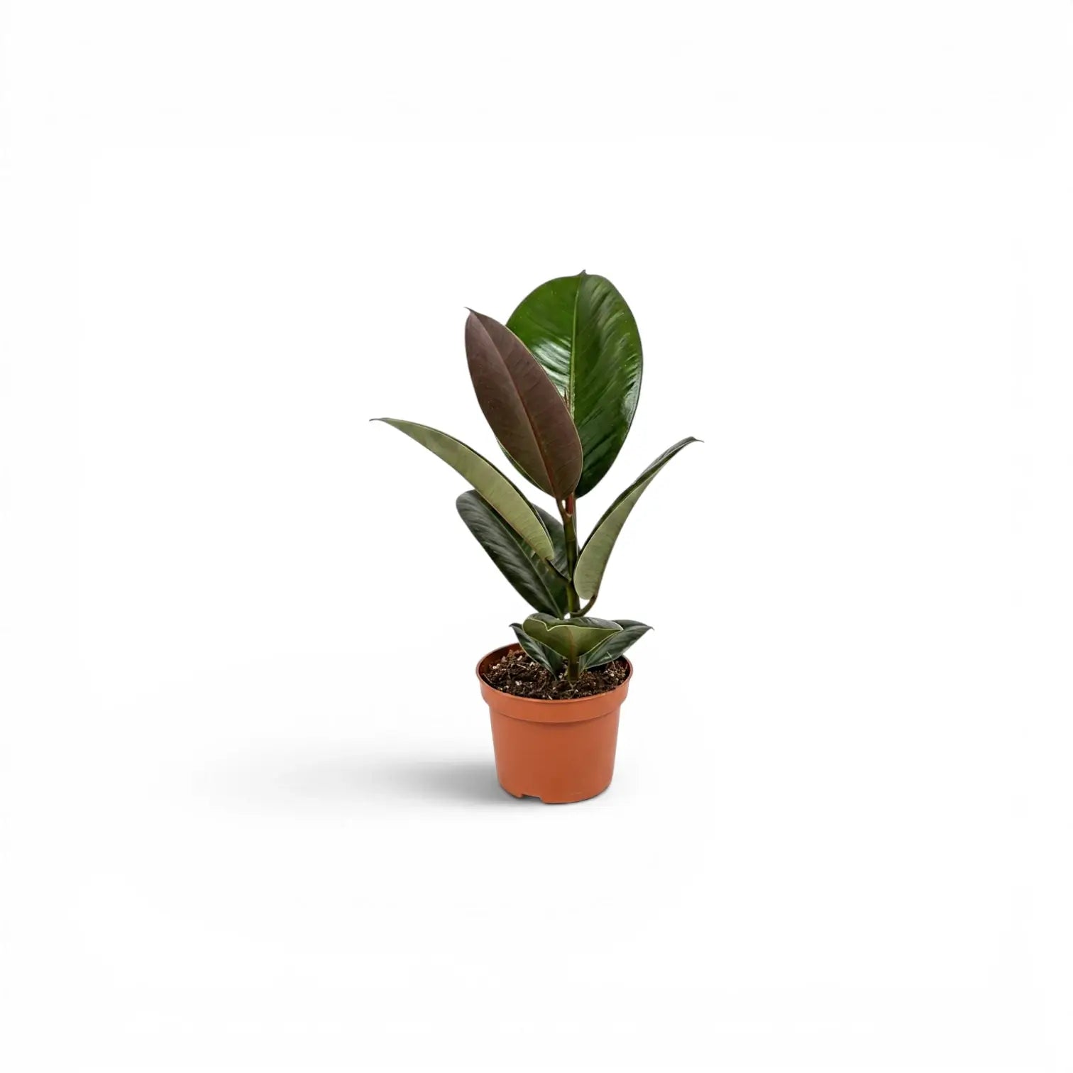 Ficus elastica Robusta baby plant in a nursery pot.