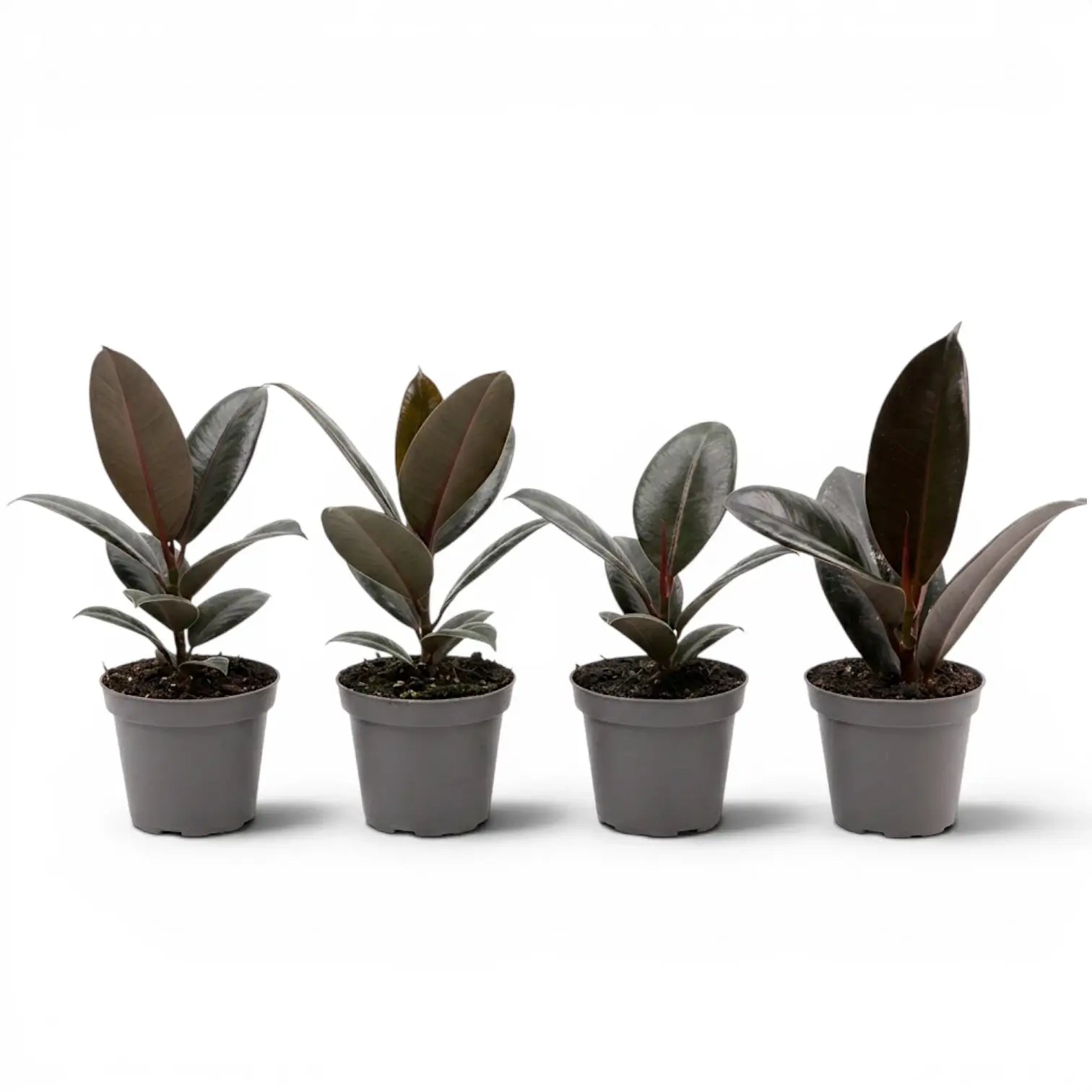 Ficus elastica Robusta baby plant in a nursery pot.
