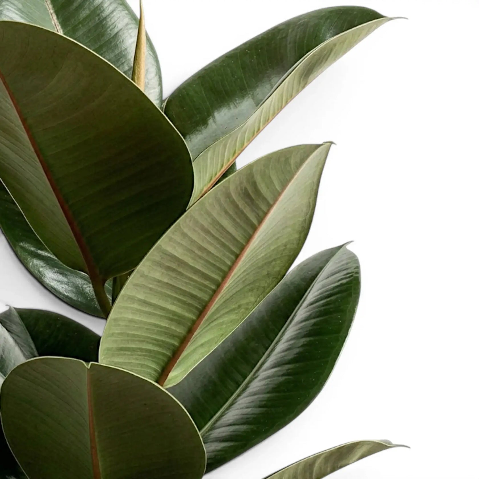 Ficus elastica Robusta foliage close-up with glossy green leaves.