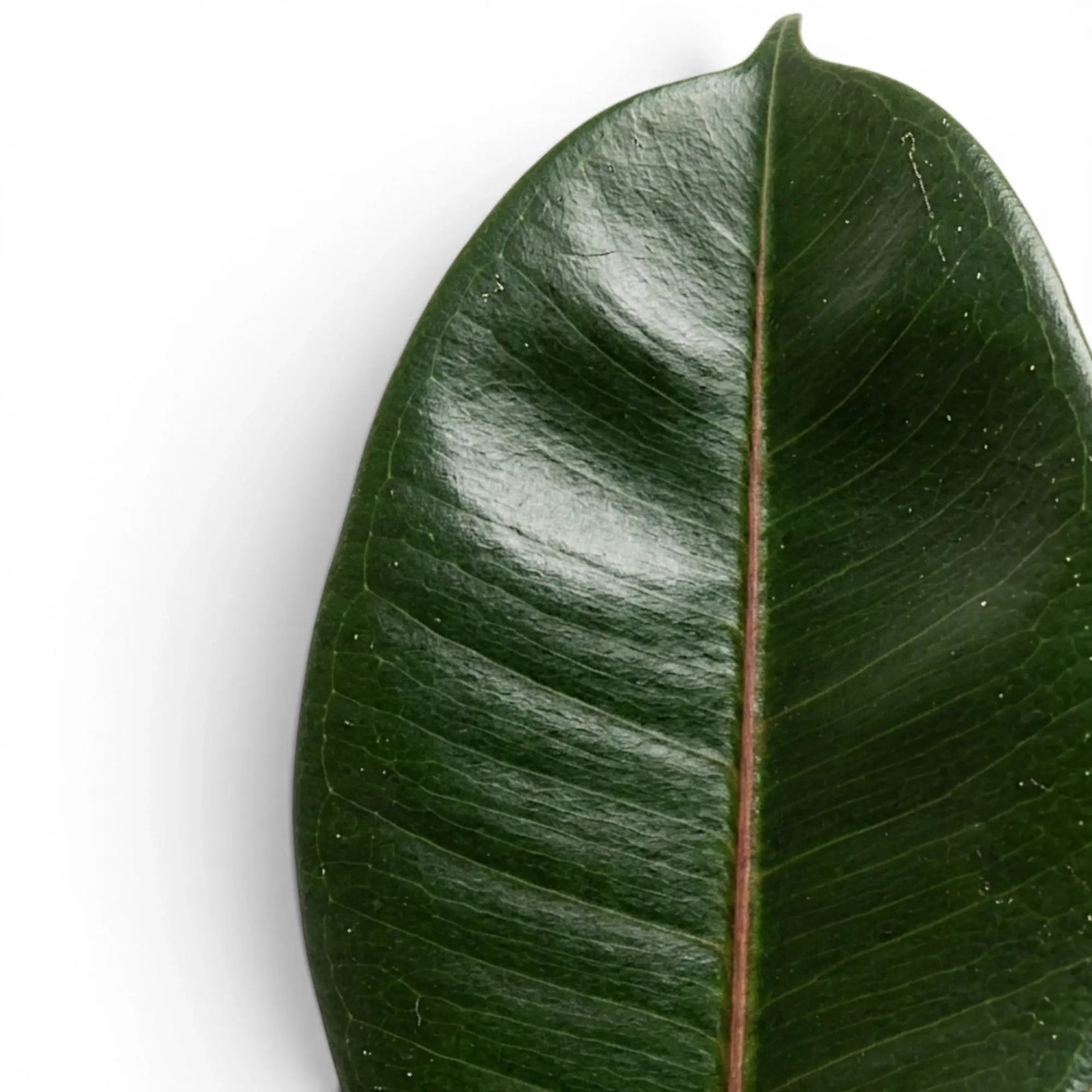 Ficus elastica Robusta foliage close-up with glossy green leaves.