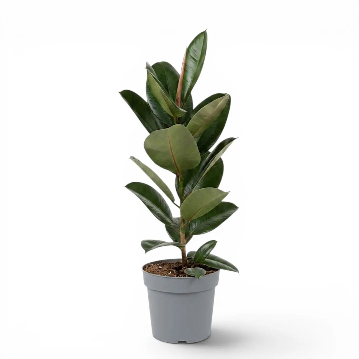 Ficus elastica Robusta large plant in a nursery pot.