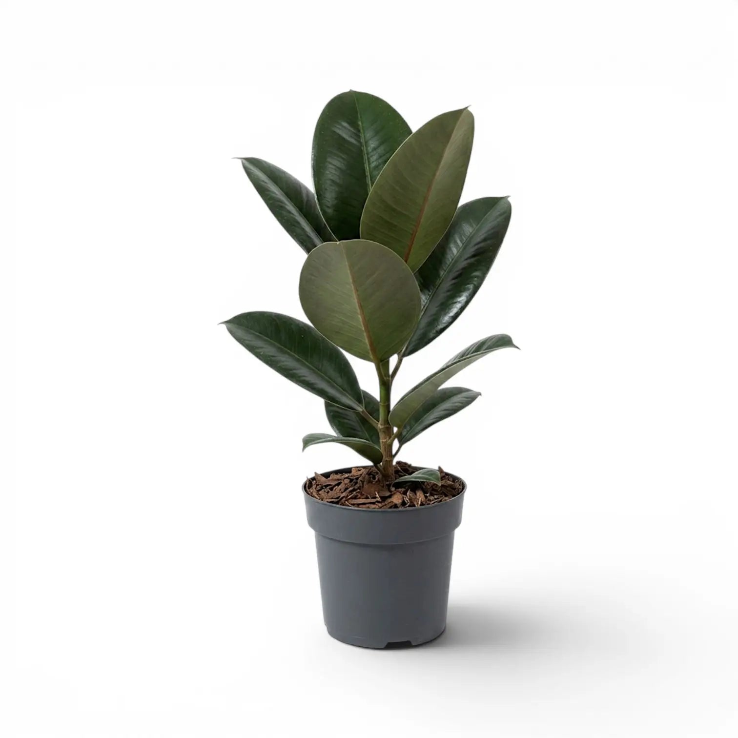 Ficus elastica Robusta medium plant in a nursery pot.