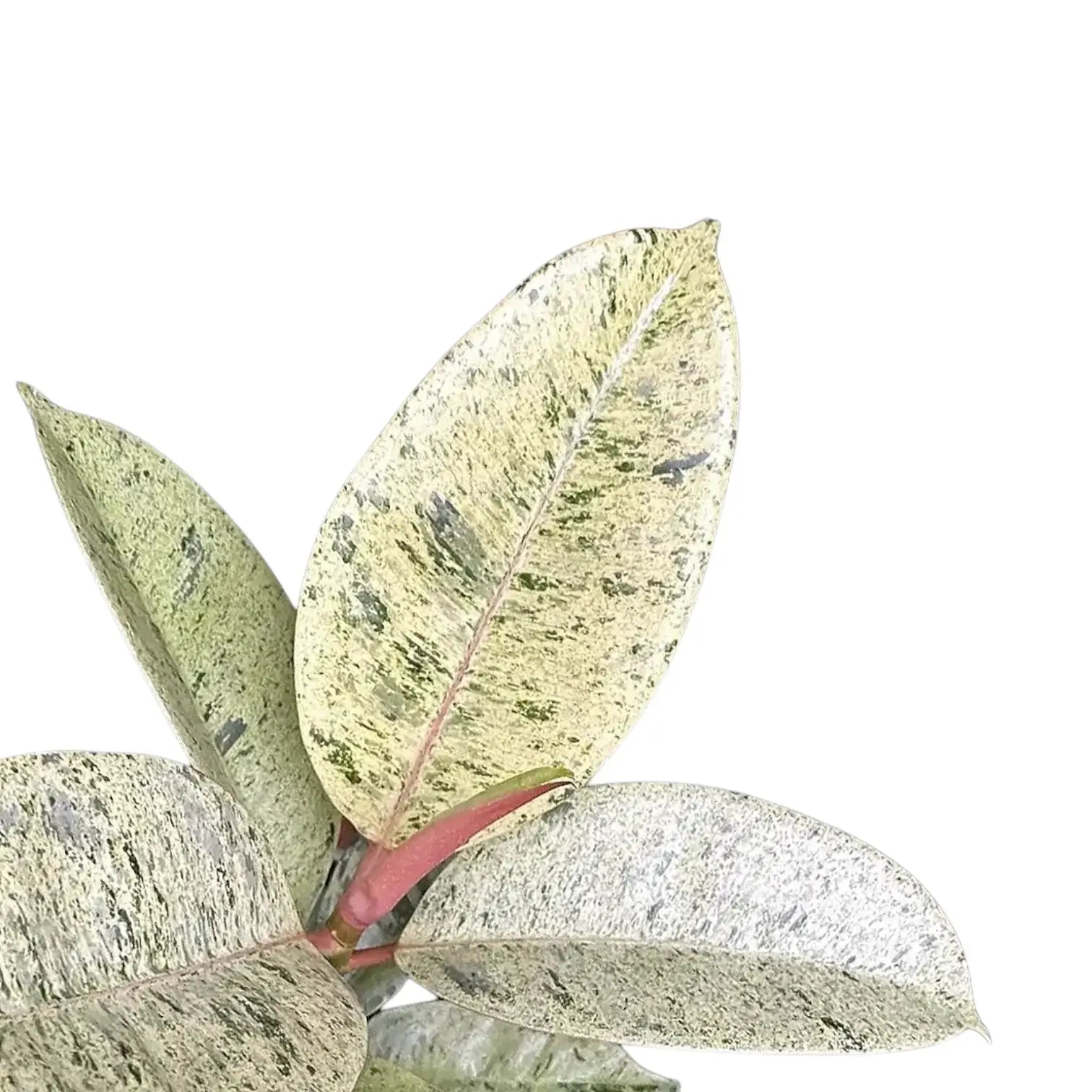 Ficus elastica 'Shivereana Moonshine' potted plant in nursery pot on white background.