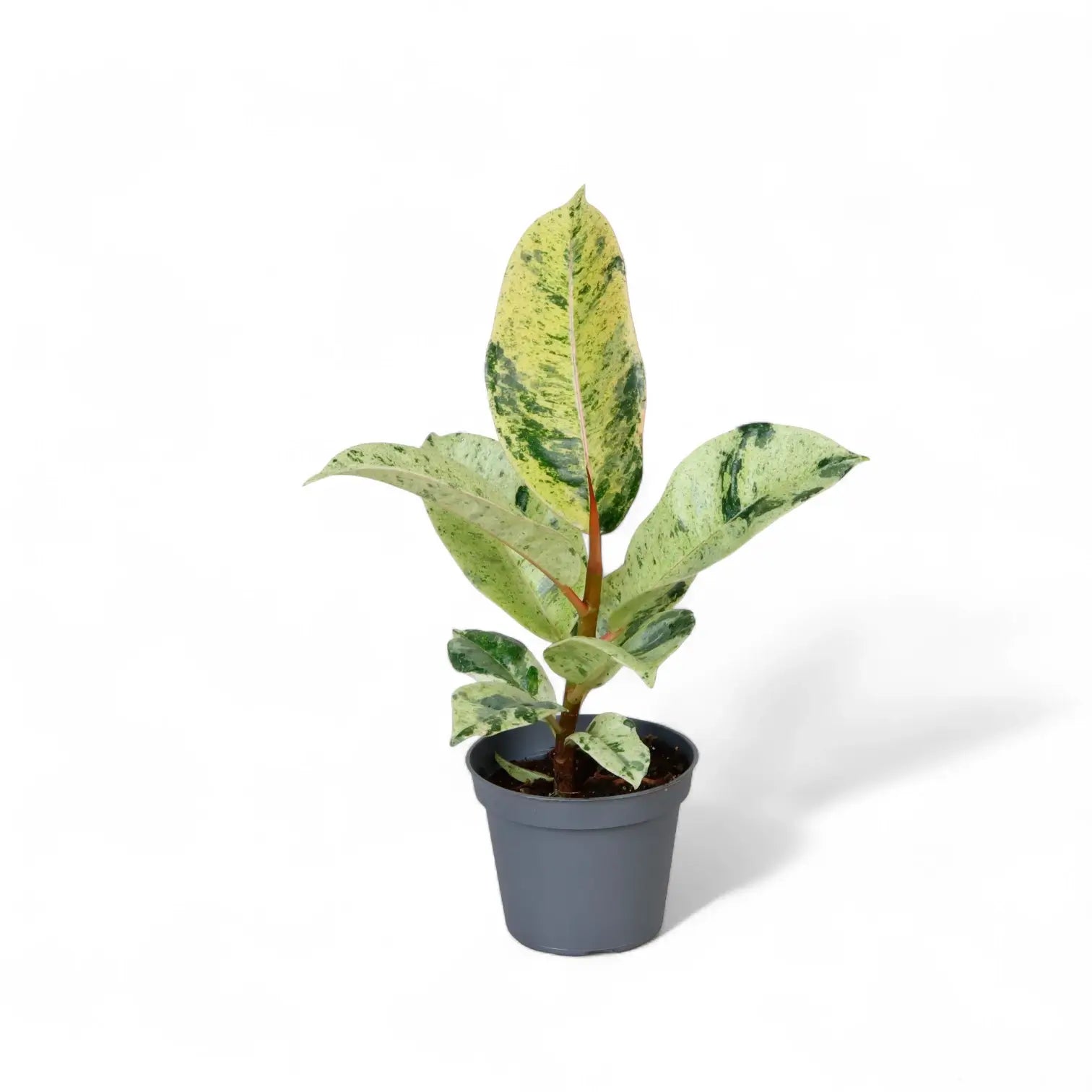 Ficus elastica 'Shivereana Moonshine' potted plant in nursery pot on white background.