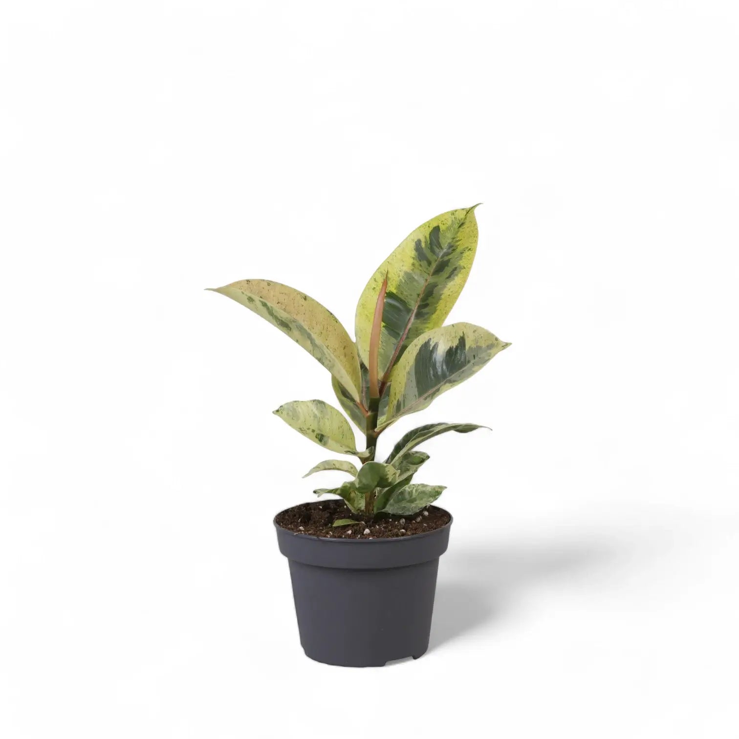Ficus elastica 'Shivereana Moonshine' potted plant in nursery pot on white background.