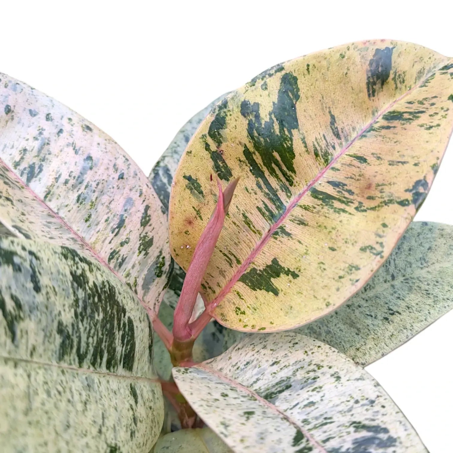 Ficus elastica 'Shivereana Moonshine' potted plant in nursery pot on white background.