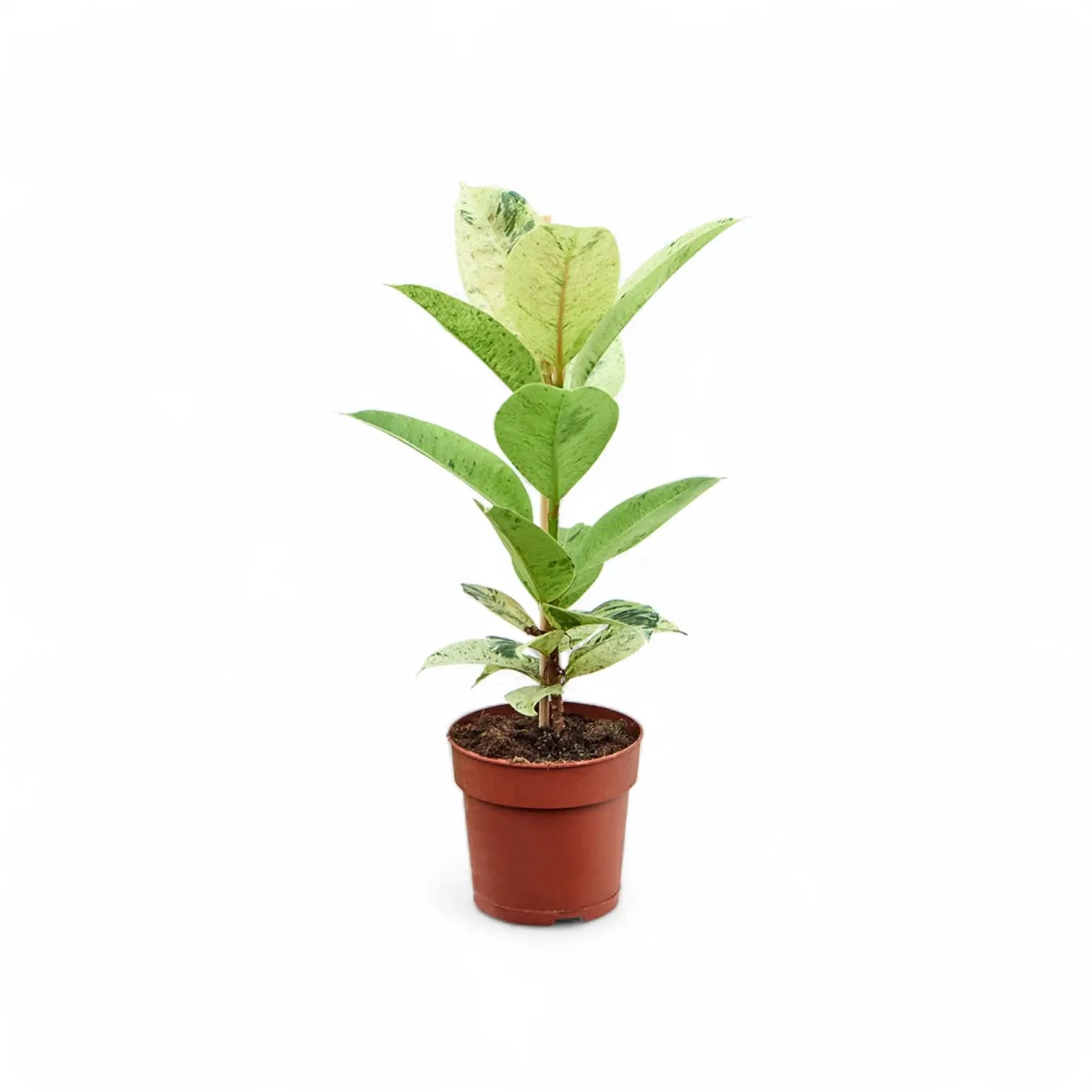 Ficus elastica 'Shivereana Moonshine' potted plant in nursery pot on white background.