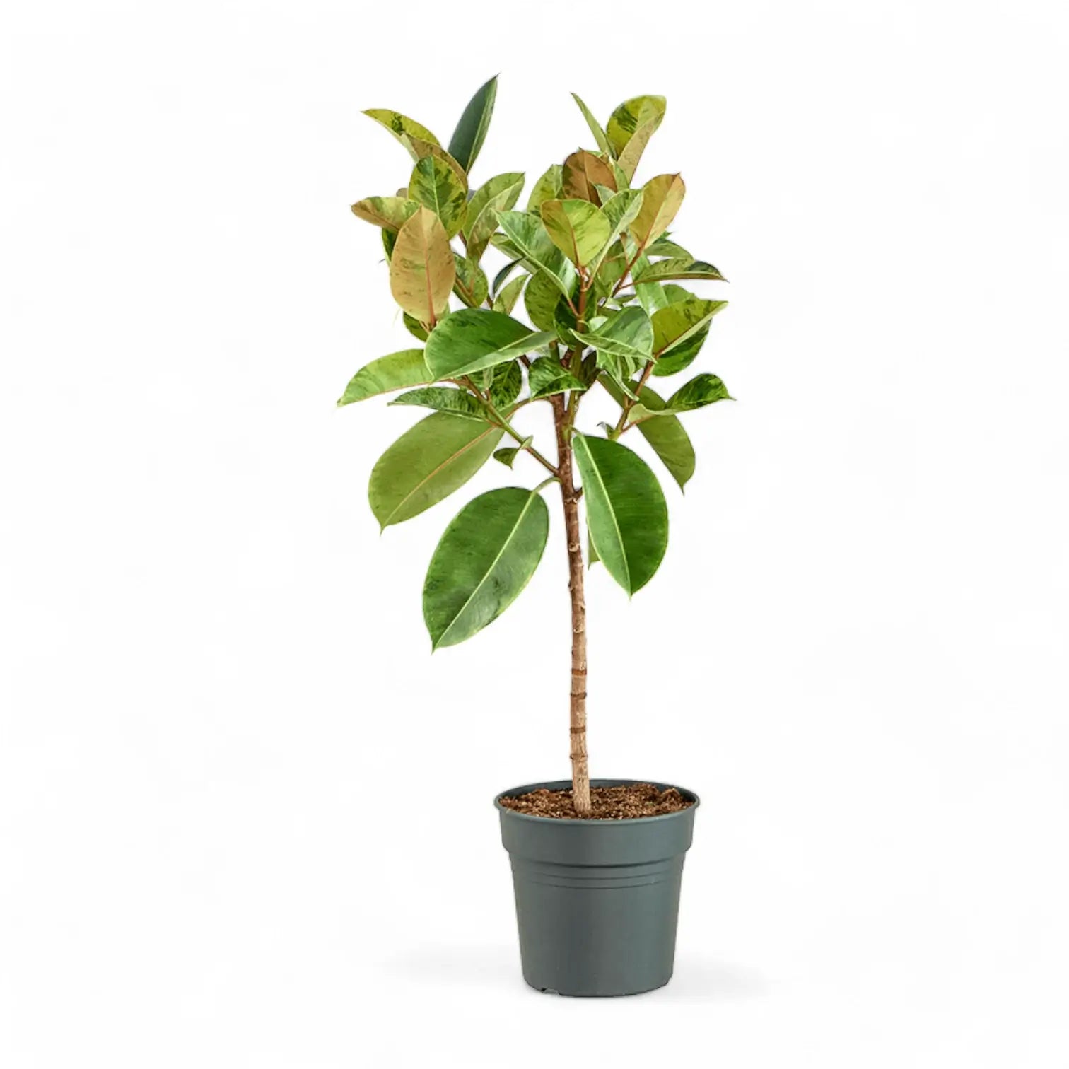 Ficus elastica 'Shivereana Moonshine' potted plant in nursery pot on white background.