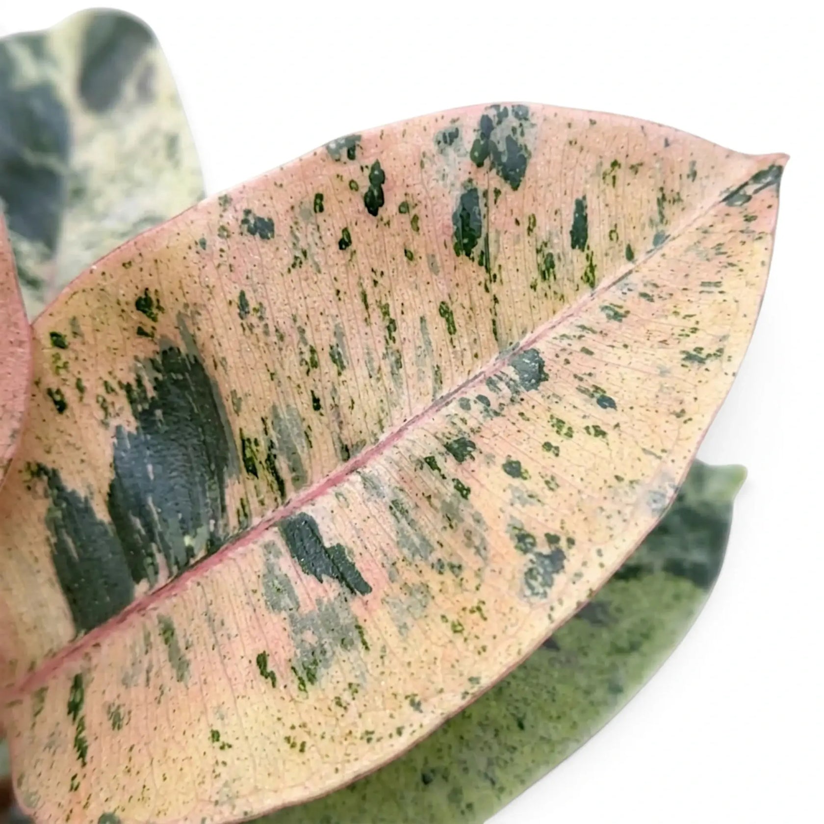 Close-up of a pink Ficus elastica 'Shivereana Moonshine' leaf mottled with dark green