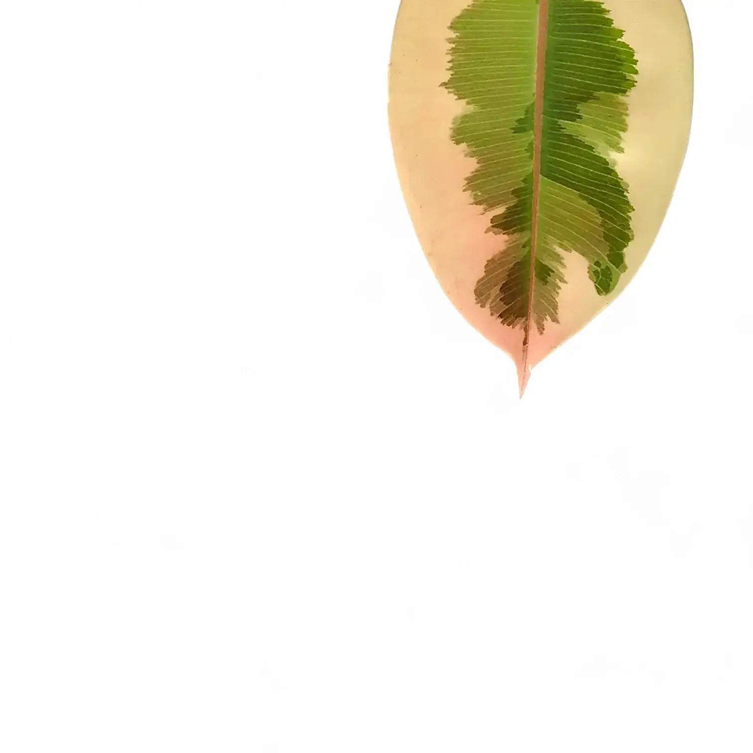 Ficus elastica 'Tineke' – Topfpflanze im Kulturtopf vor weißem Hintergrund, Produktfoto 10.