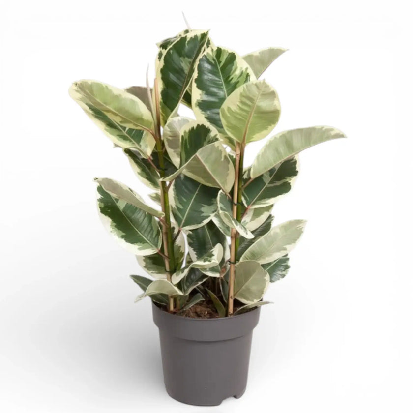 Ficus elastica 'Tineke' potted plant in nursery pot on white background.