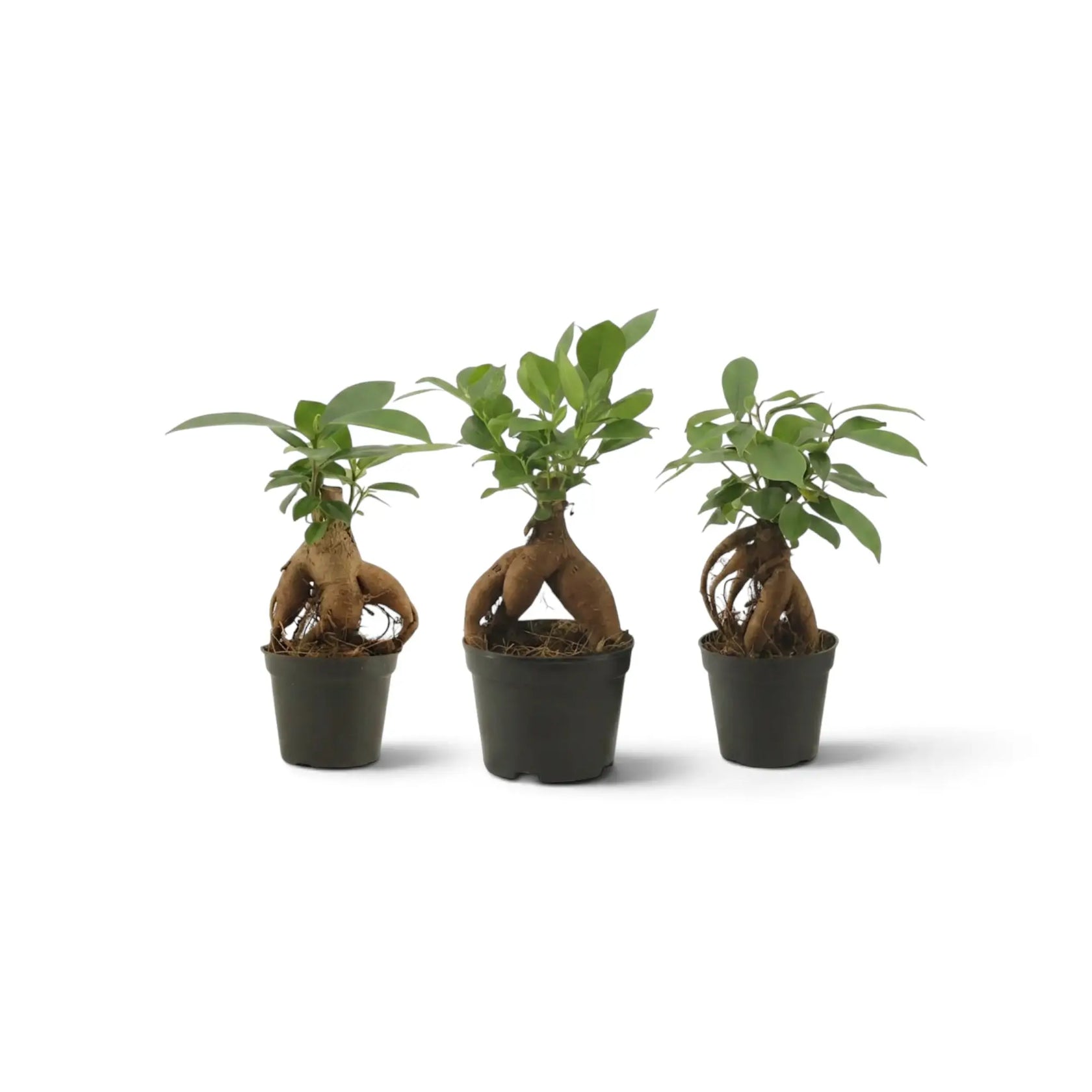 Gesamtansicht von Ficus microcarpa 'Ginseng' als Jungpflanze mit gewundenen, freiliegenden Wurzeln und verzweigter grüner Krone