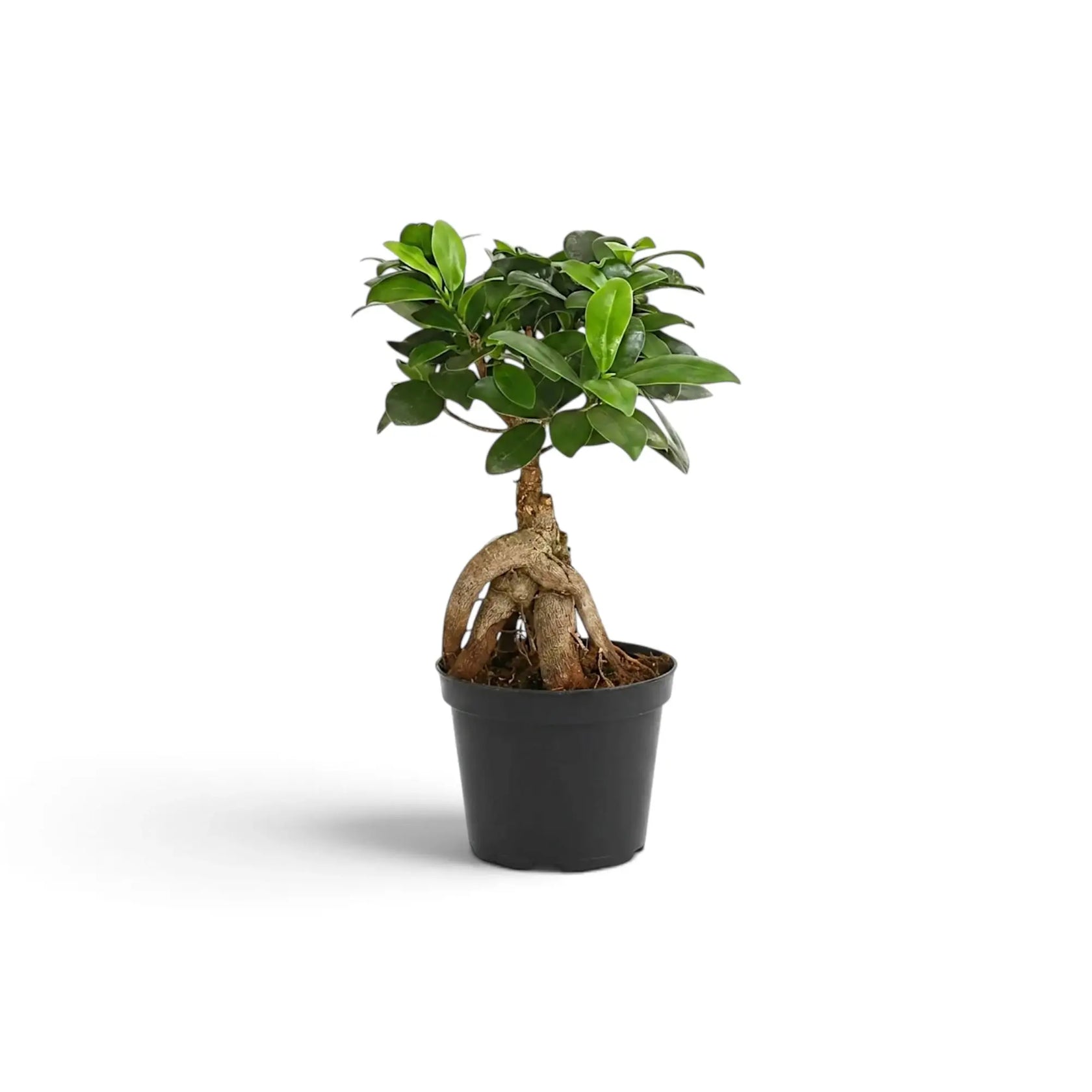 Kleiner Ficus microcarpa 'Ginseng' mit knollig verdickten, freiliegenden Wurzeln und glänzend grünem Laub