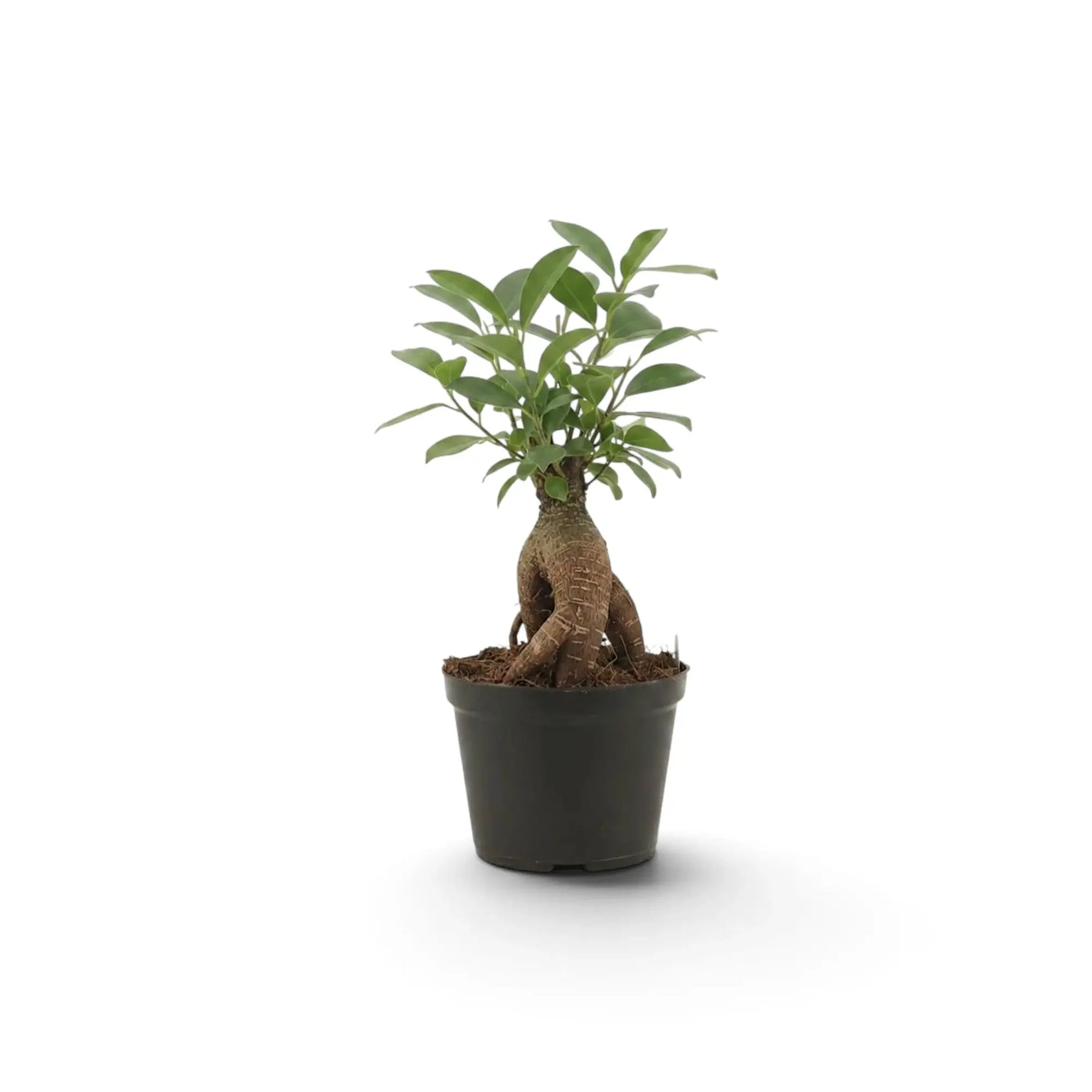 Kleiner Ficus microcarpa 'Ginseng' mit verdicktem Wurzelansatz und dichtem grünem Laub