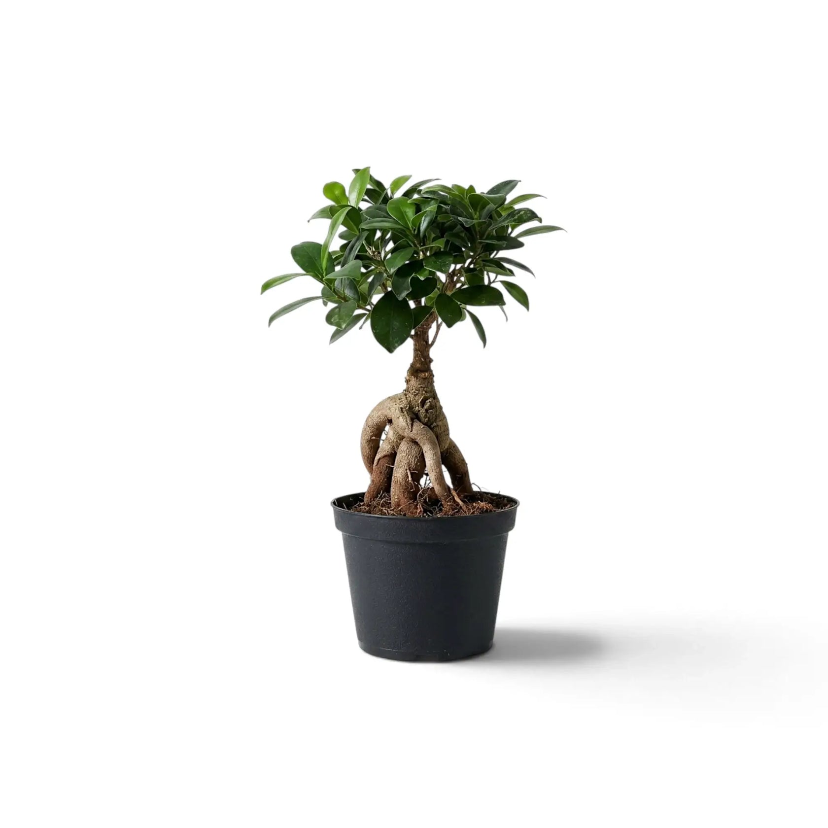 Kleiner Ficus microcarpa 'Ginseng' im Kulturtopf mit knollig verdickten, freiliegenden Wurzeln und rundlicher grüner Krone