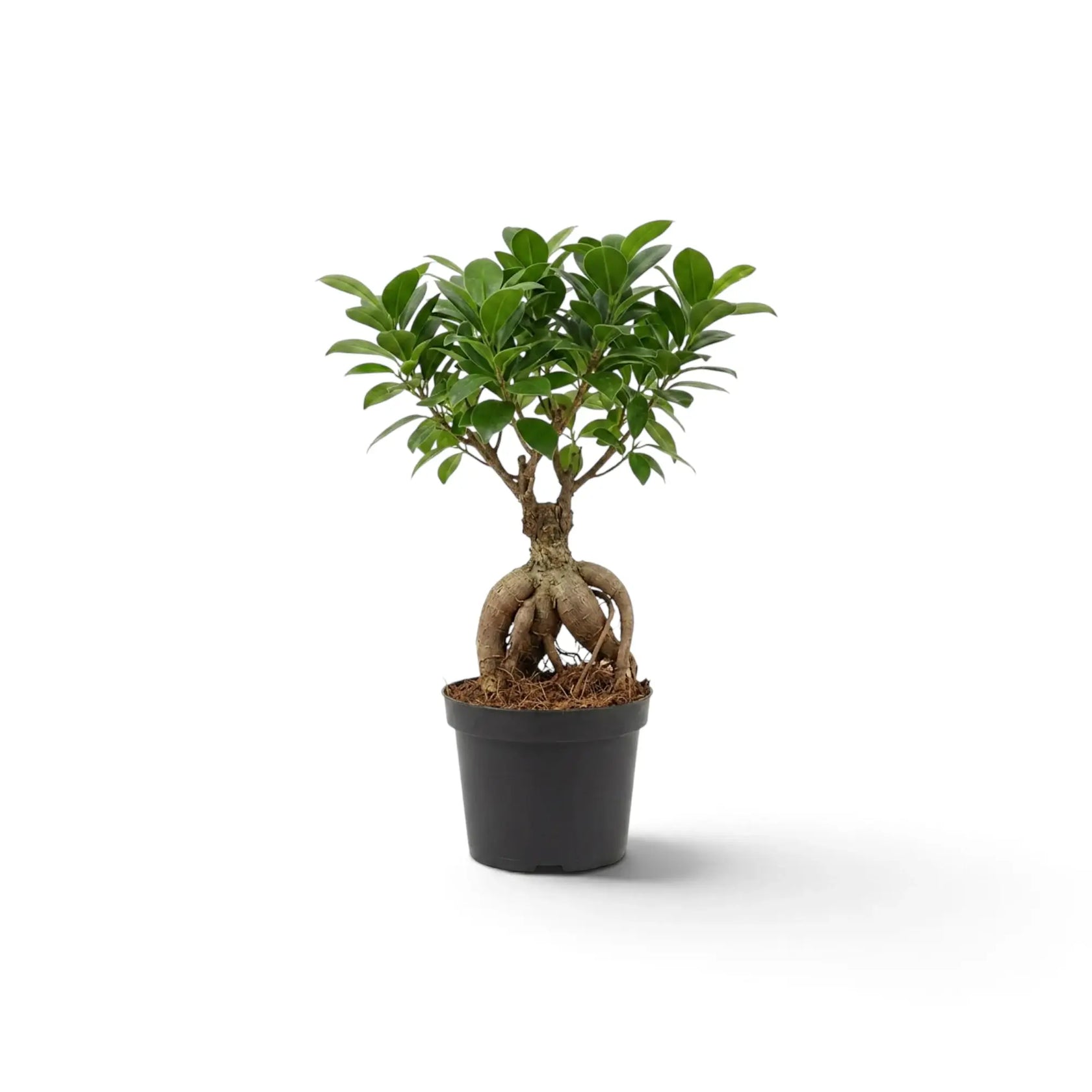 Gesamtansicht eines kleinen Ficus microcarpa 'Ginseng' mit gewundenen, freiliegenden Wurzeln und verzweigter grüner Krone