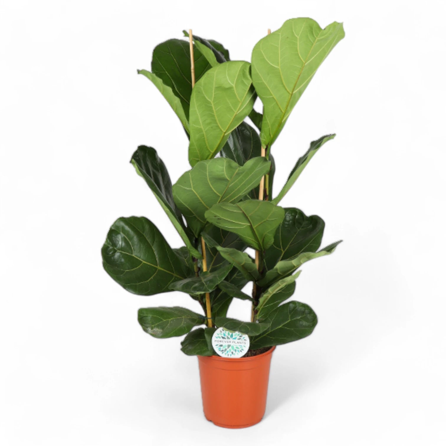 Ficus lyrata potted plant in nursery pot on white background.
