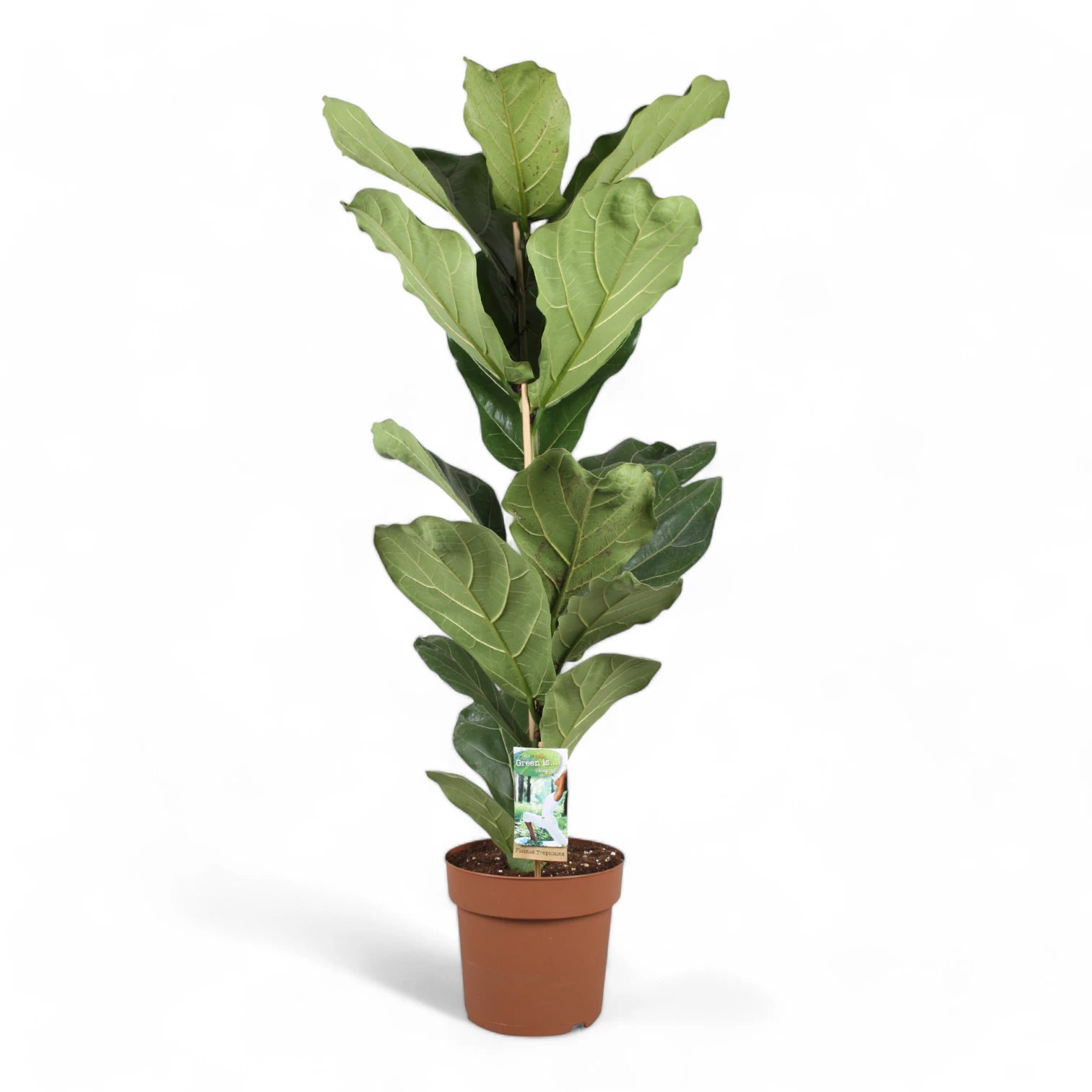 Ficus lyrata potted plant in nursery pot on white background.