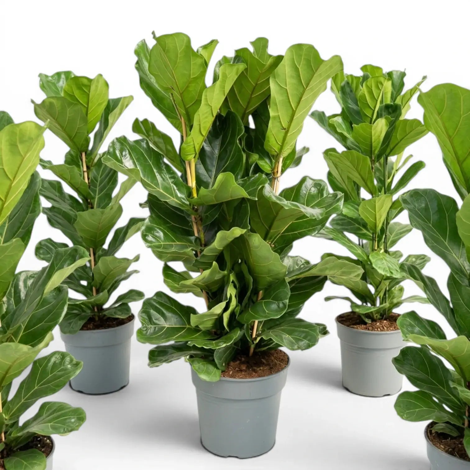 Extra large Ficus lyrata plant in a nursery pot on white background