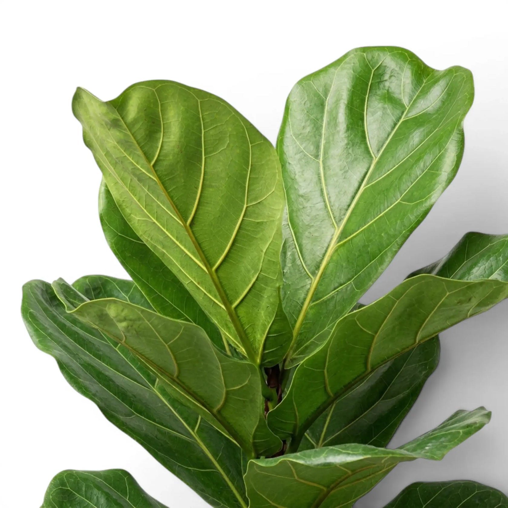 Close-up of Ficus lyrata leaf on white background.