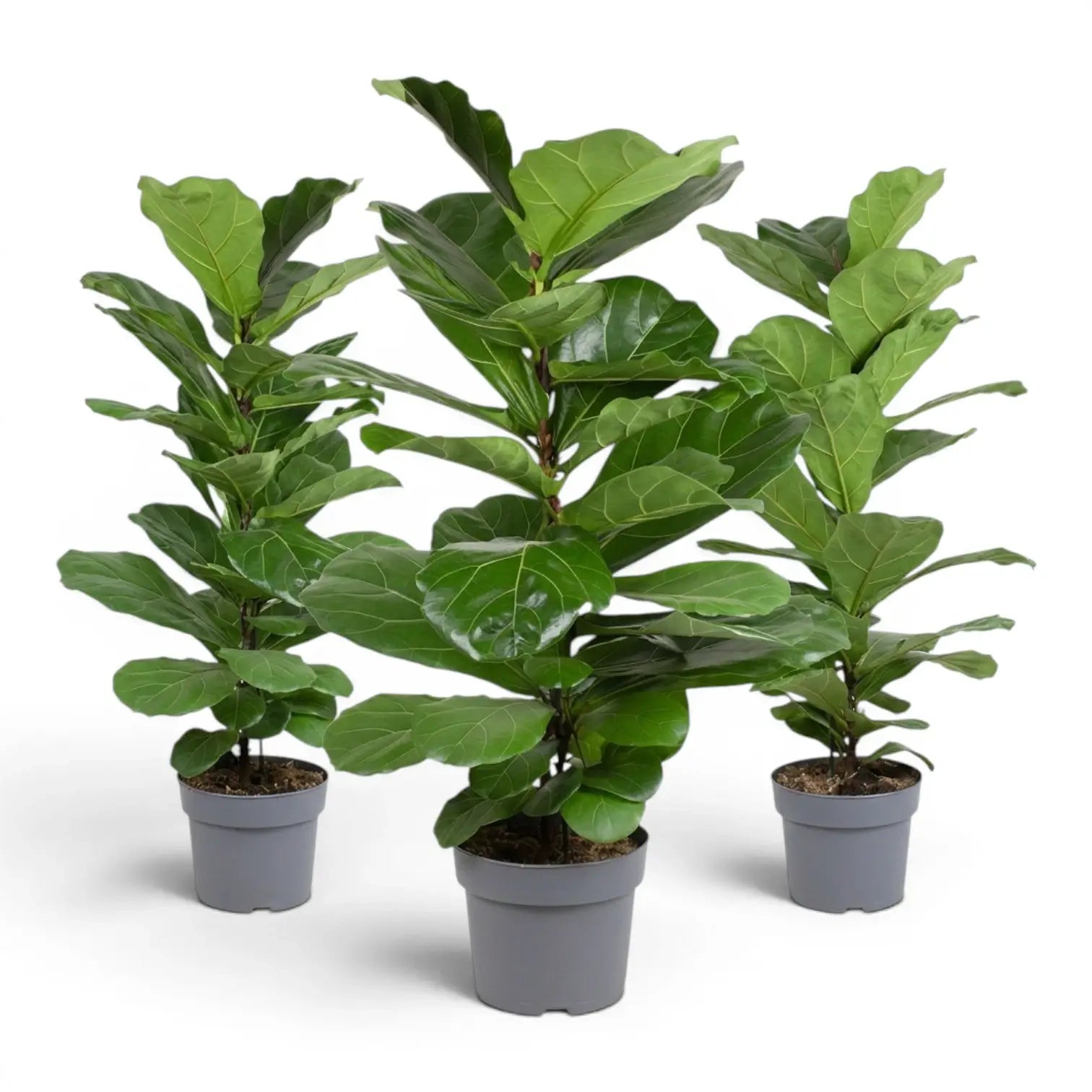 Large Ficus lyrata plant in a nursery pot on white background
