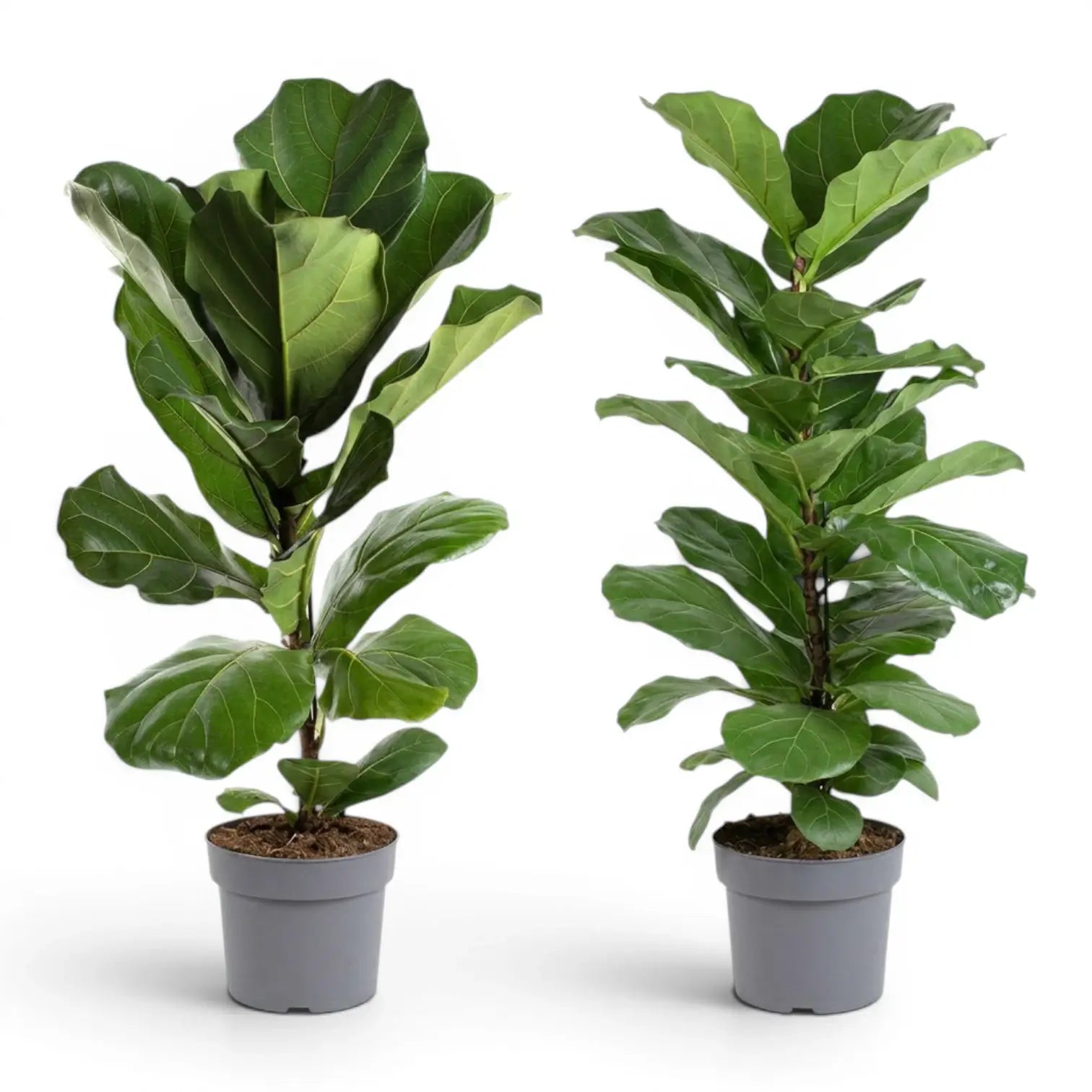 Large Ficus lyrata plant in a nursery pot on white background