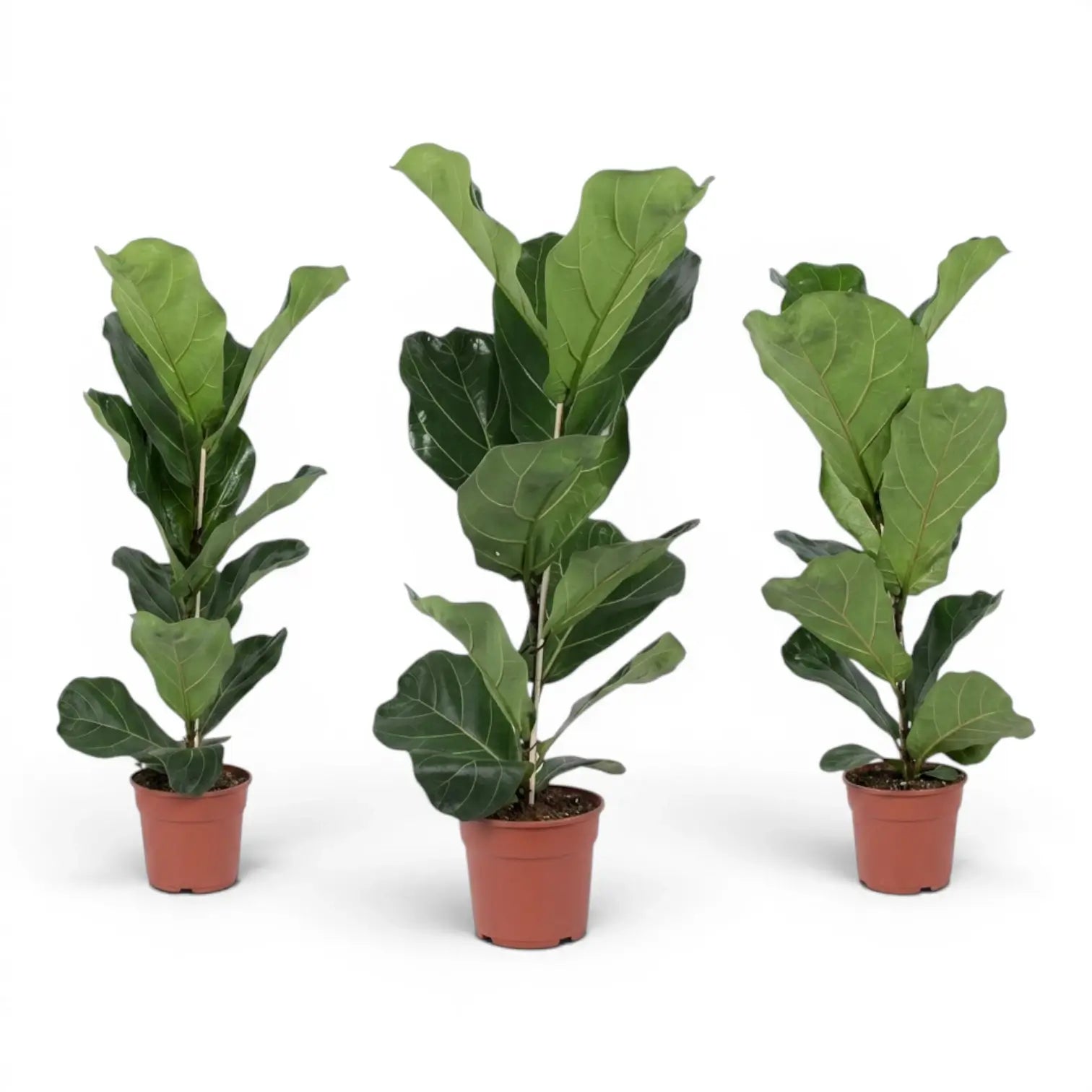 Ficus lyrata plant in a nursery pot on white background