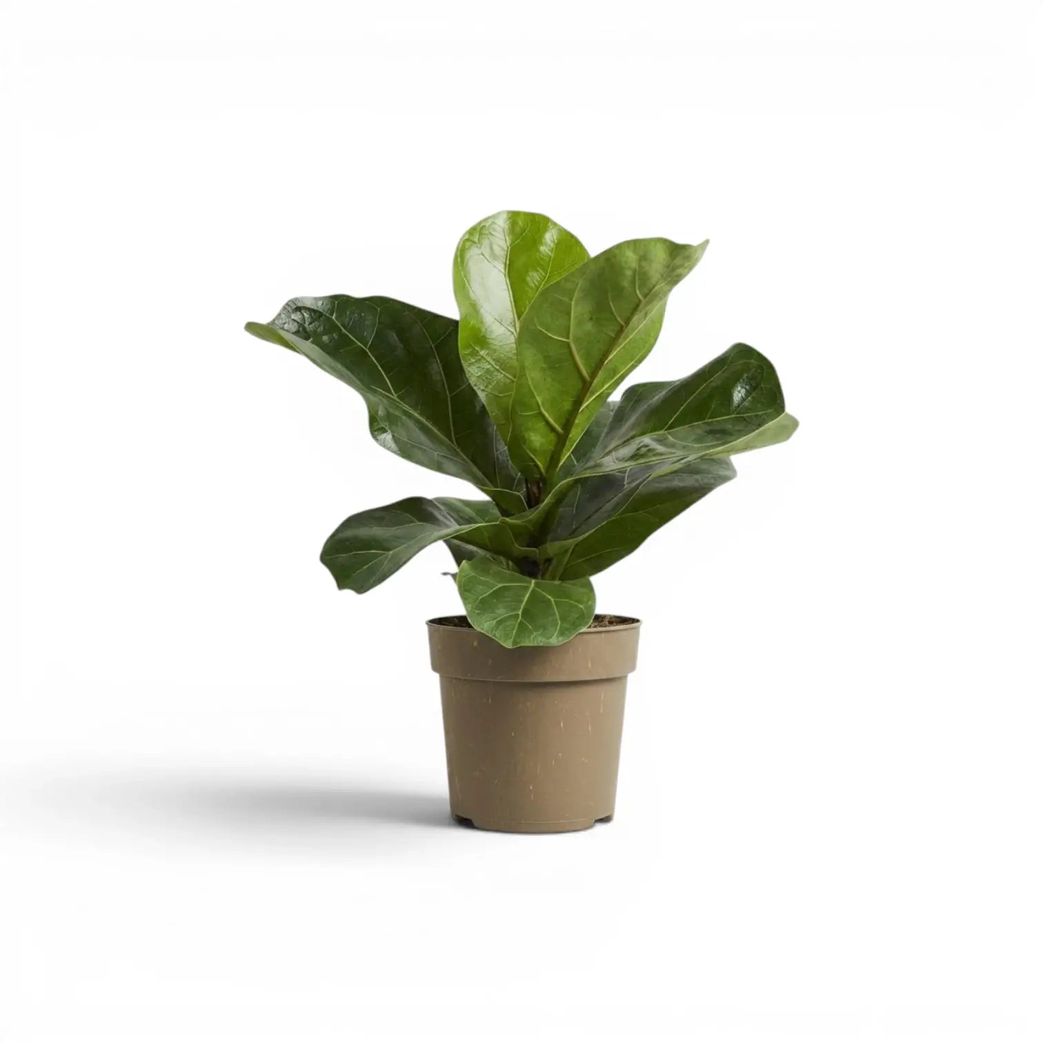 Small Ficus lyrata plant in a nursery pot on white background