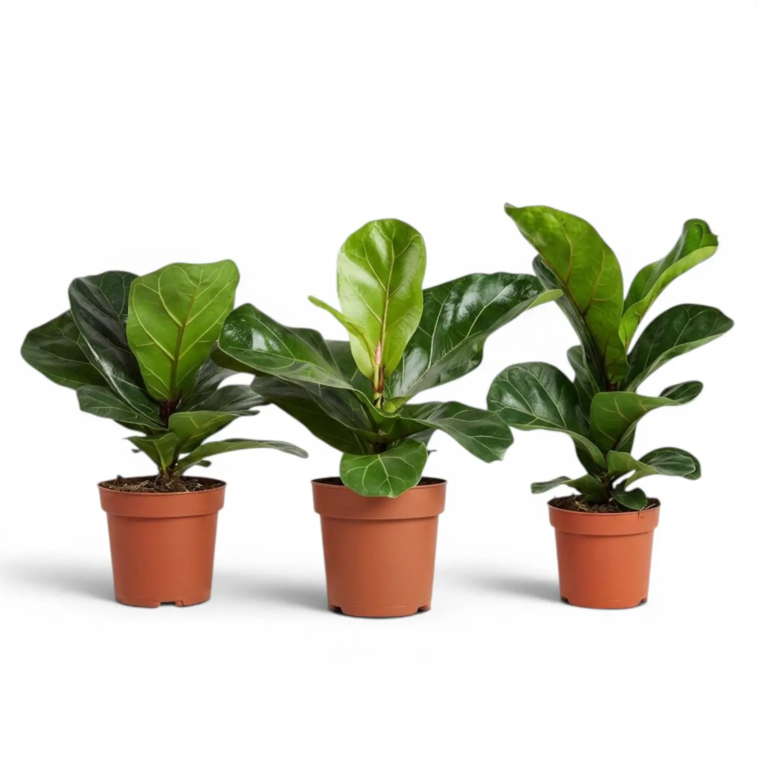 Small Ficus lyrata plant in a nursery pot on white background