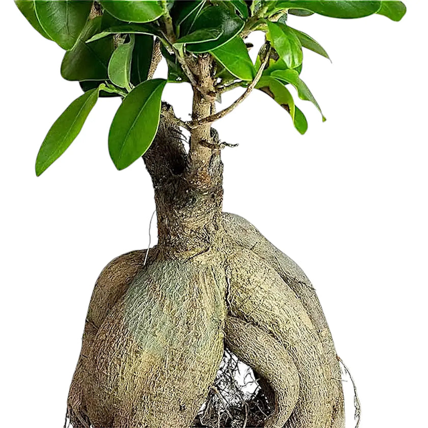 Ficus microcarpa 'Ginseng' – Blattdetail vor weißem Hintergrund..